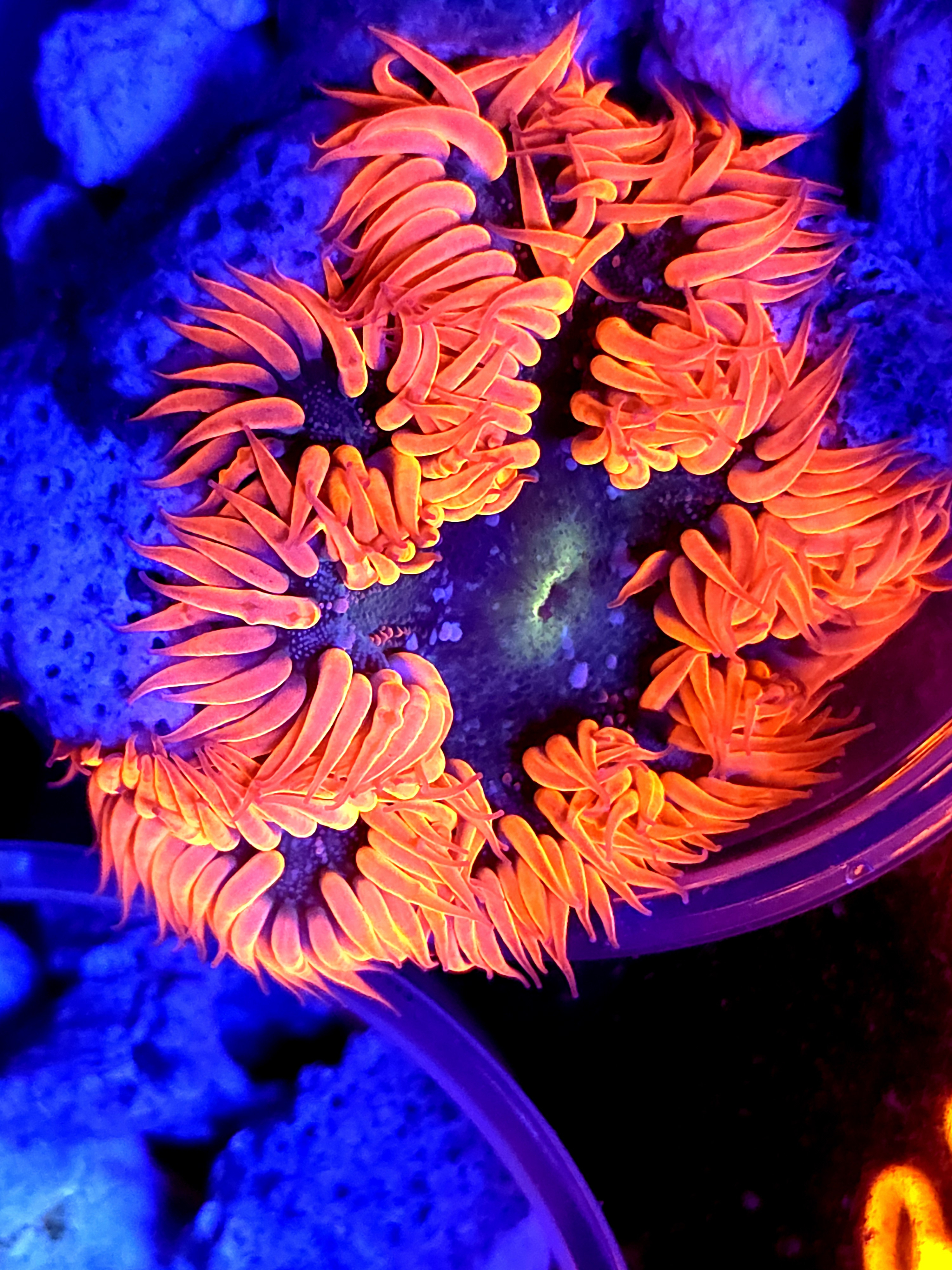 SBB Red Skirt Rock flower