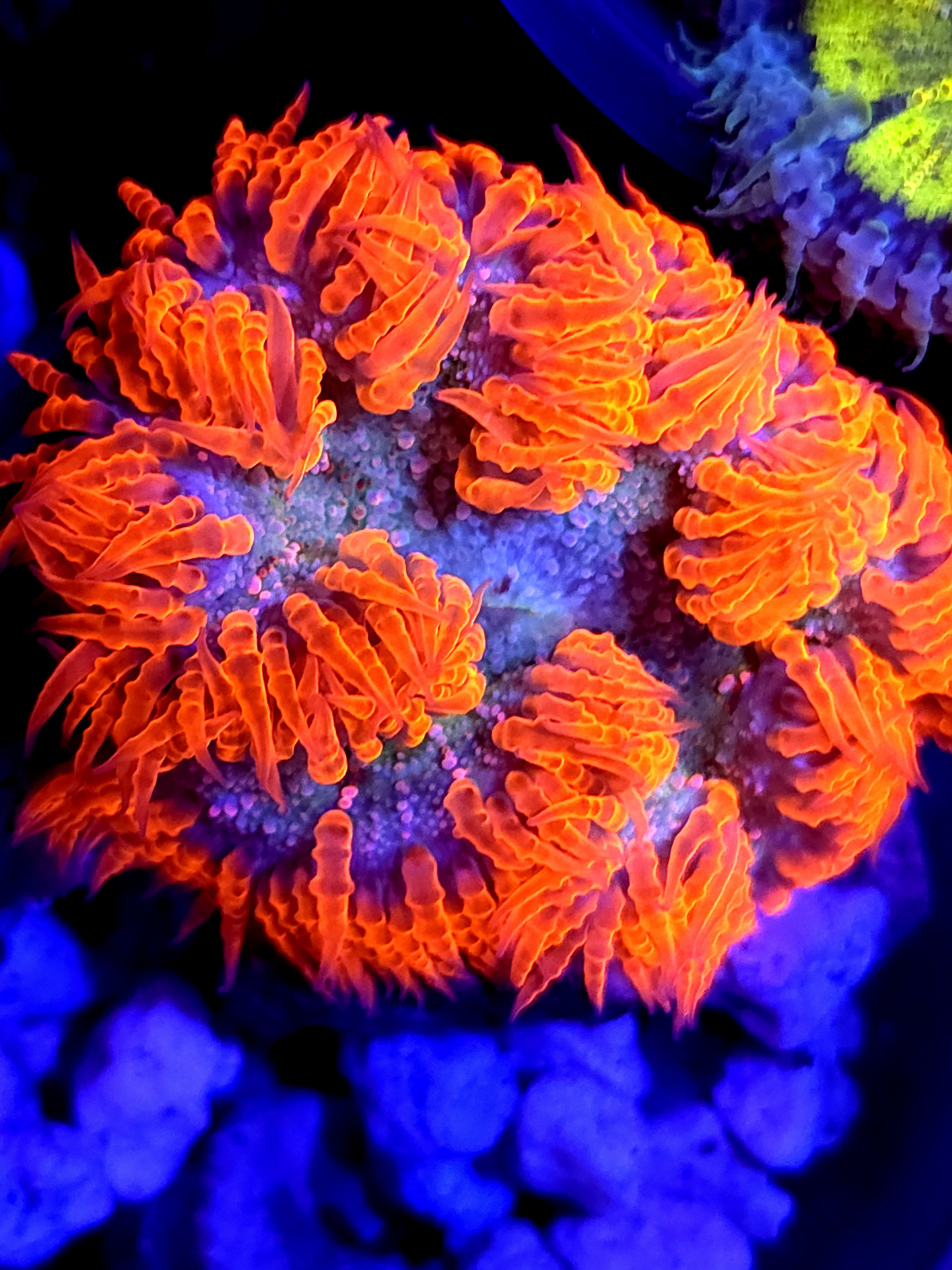 SBB Red Skirt Rock flower