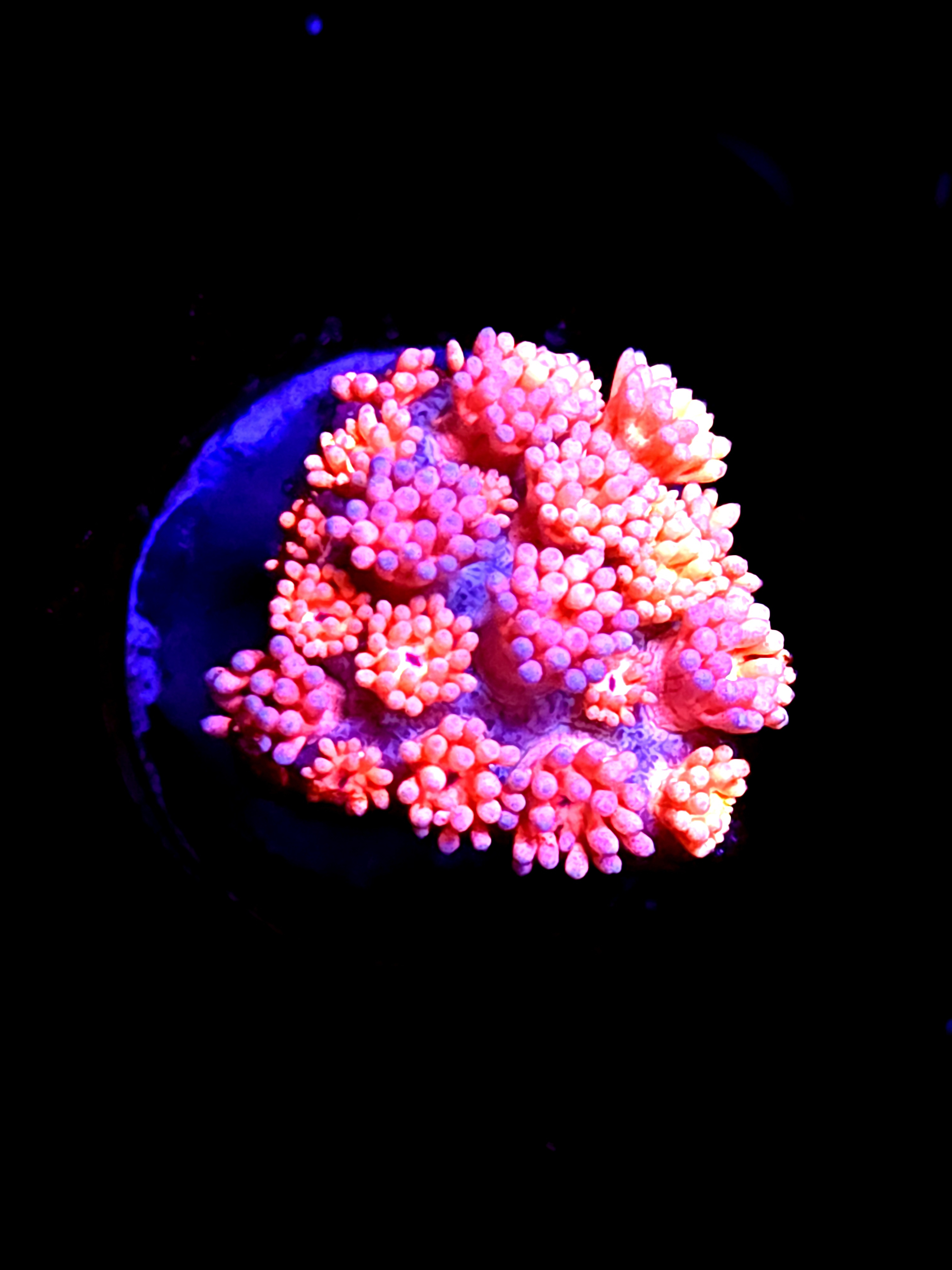 SBB "Rift Walker" Goni Medium