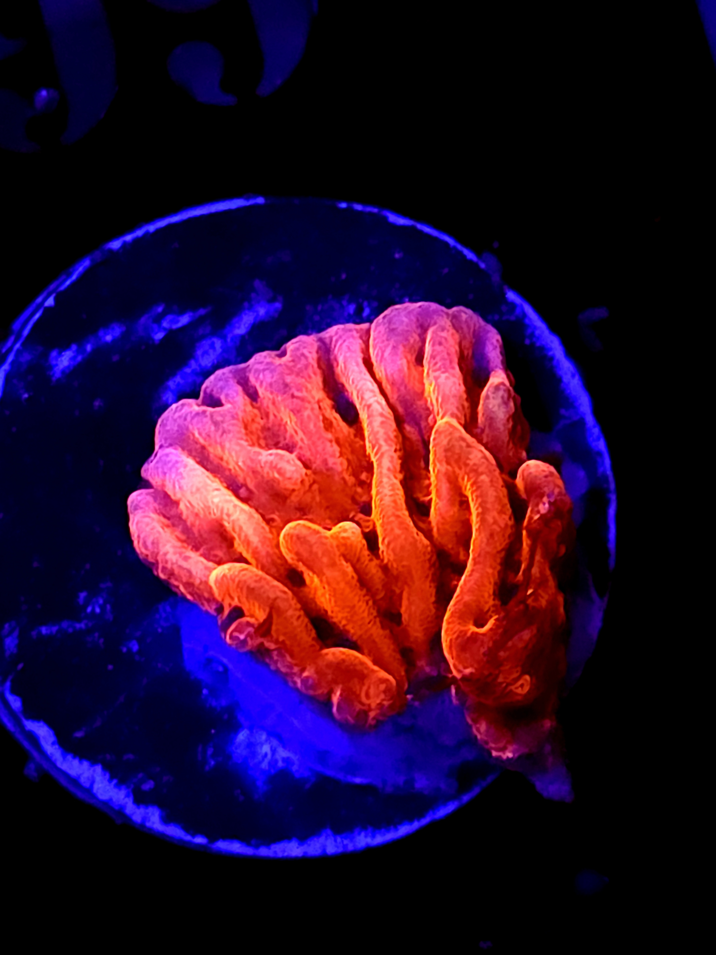 SBB"Mystery Signature" Monti