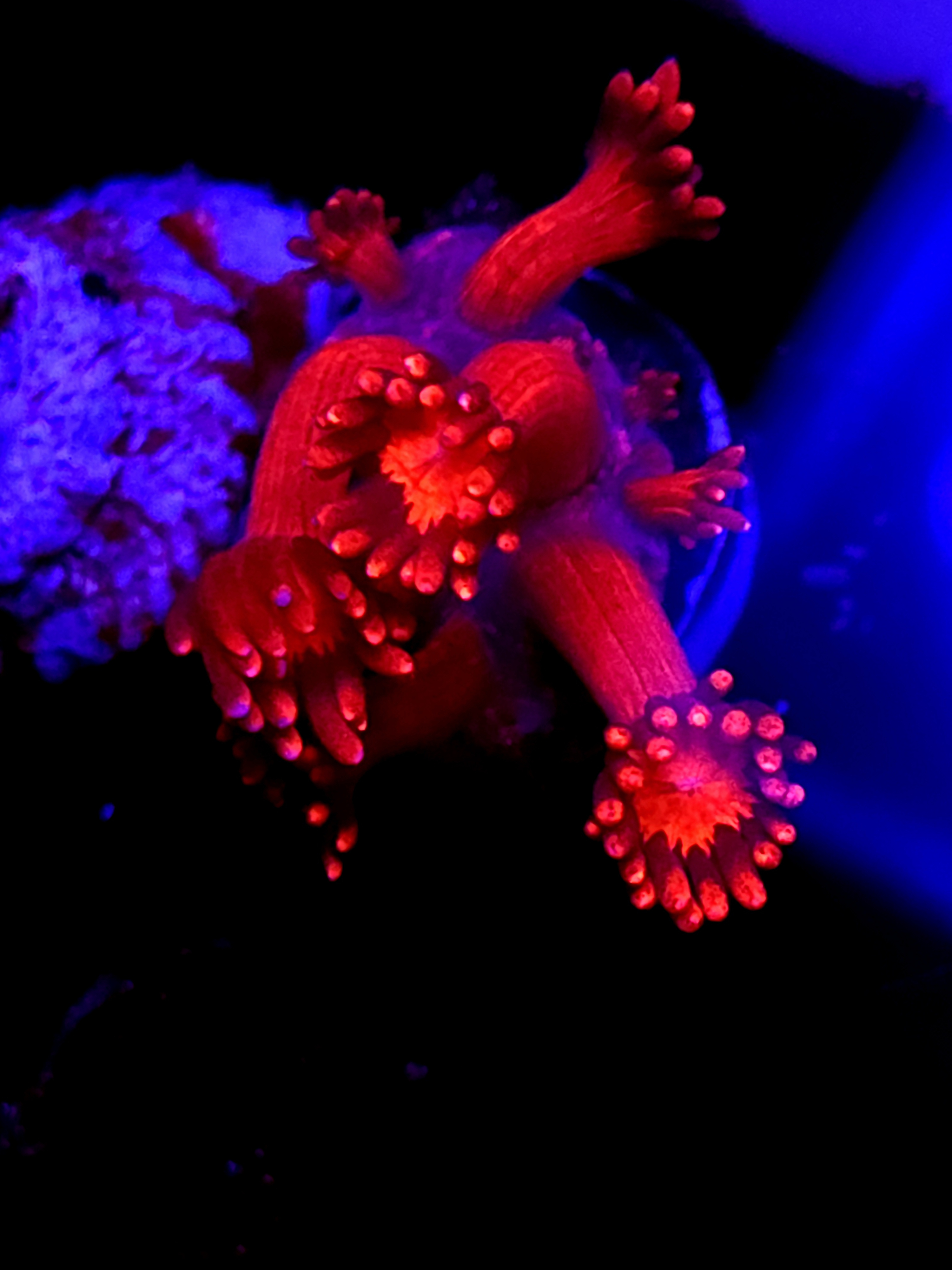 SBB "Ghose Ember" Goni Medium