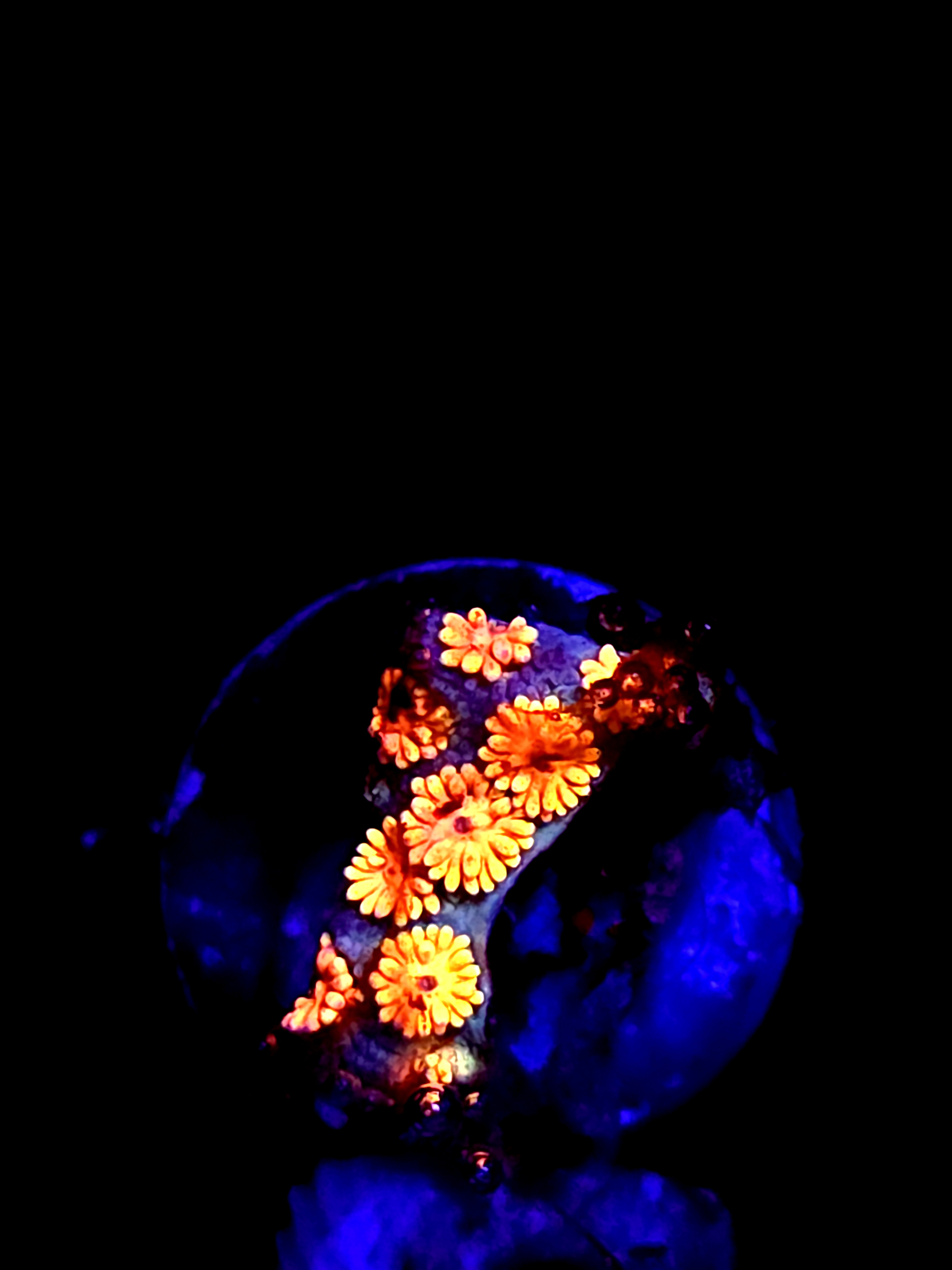 SBB "Event Tide" Goni Small