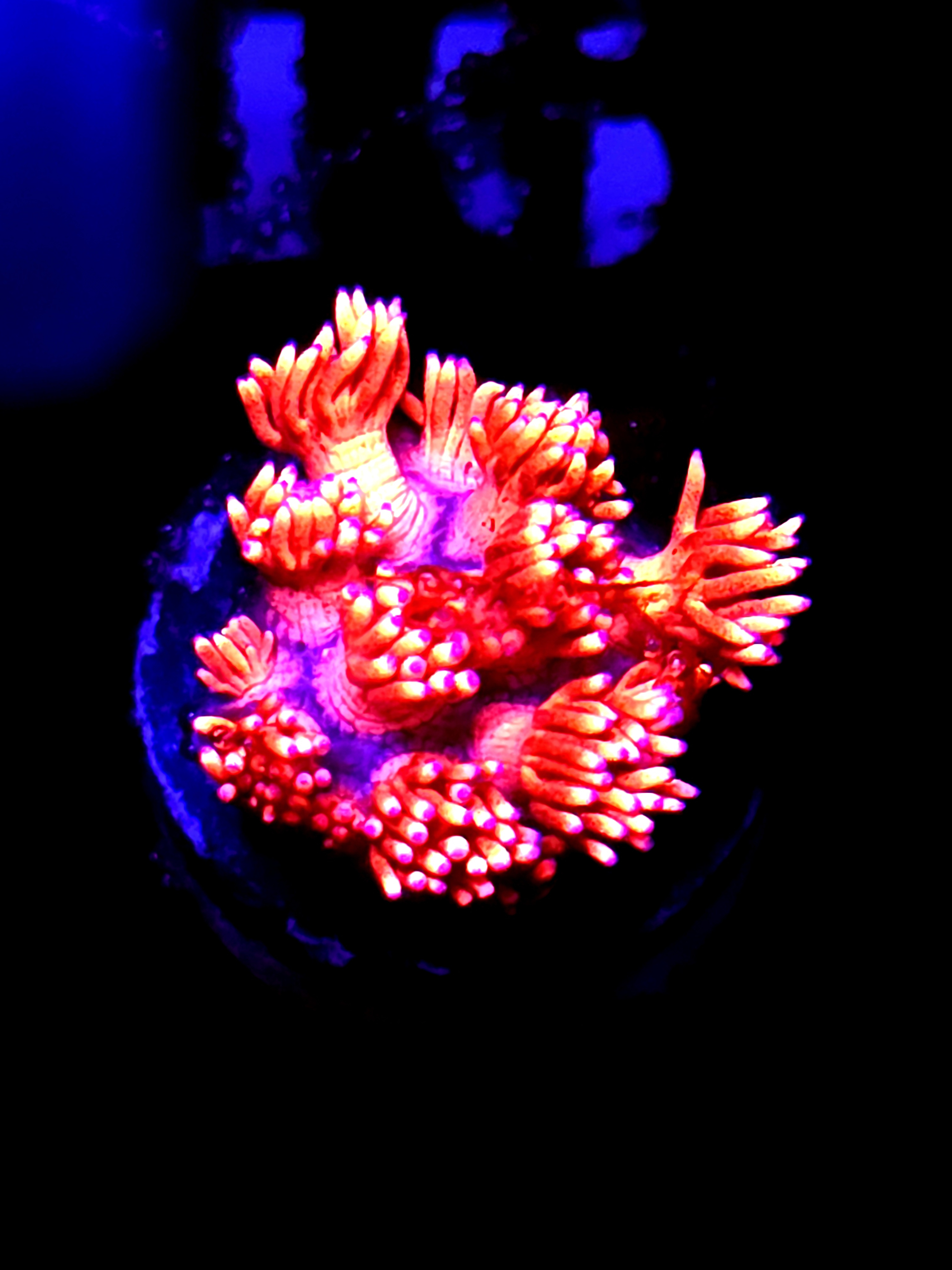 SBB "Titan Opal" Goni Medium