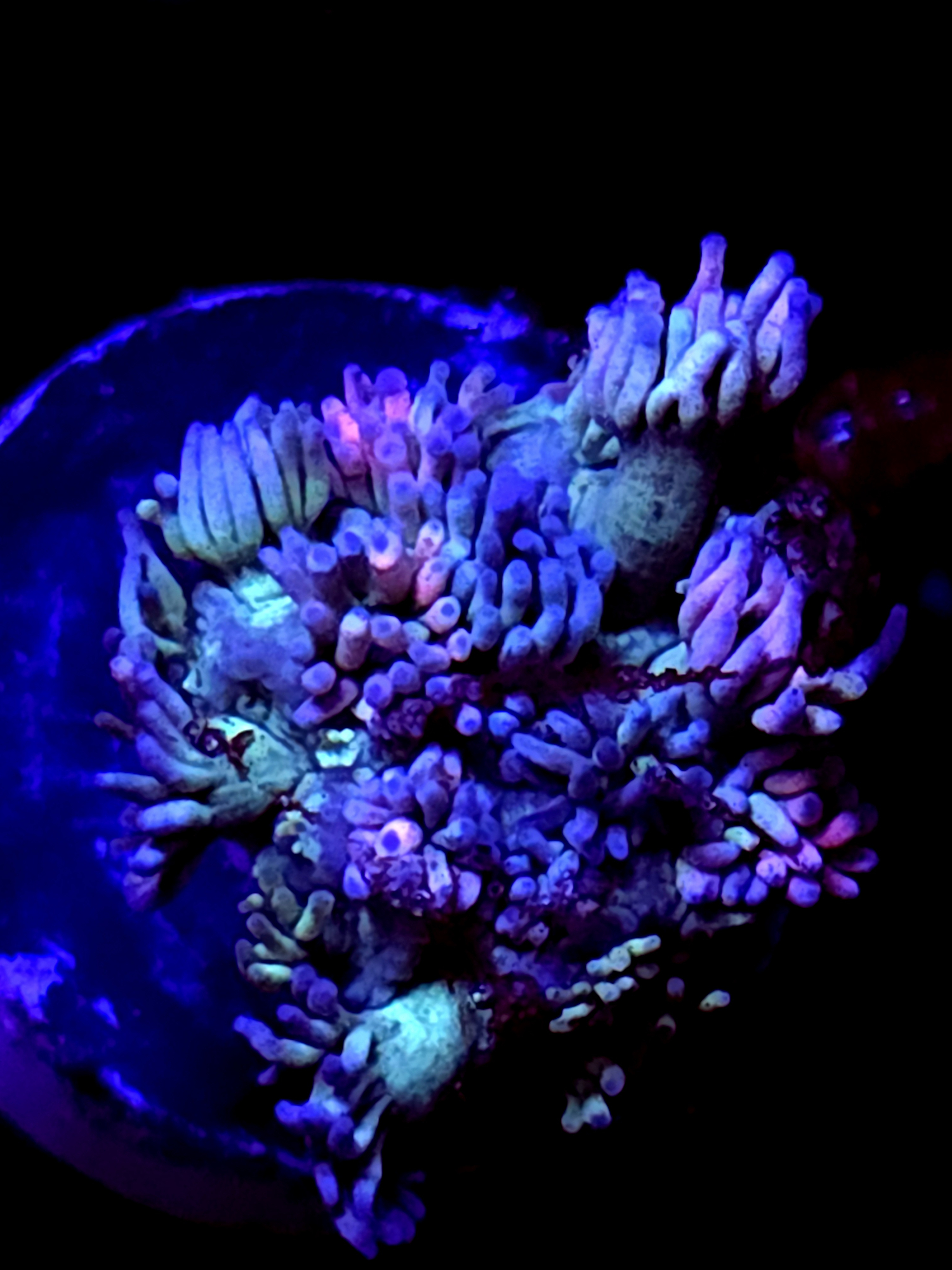 SBB "Ultra Velvet" Goni Small