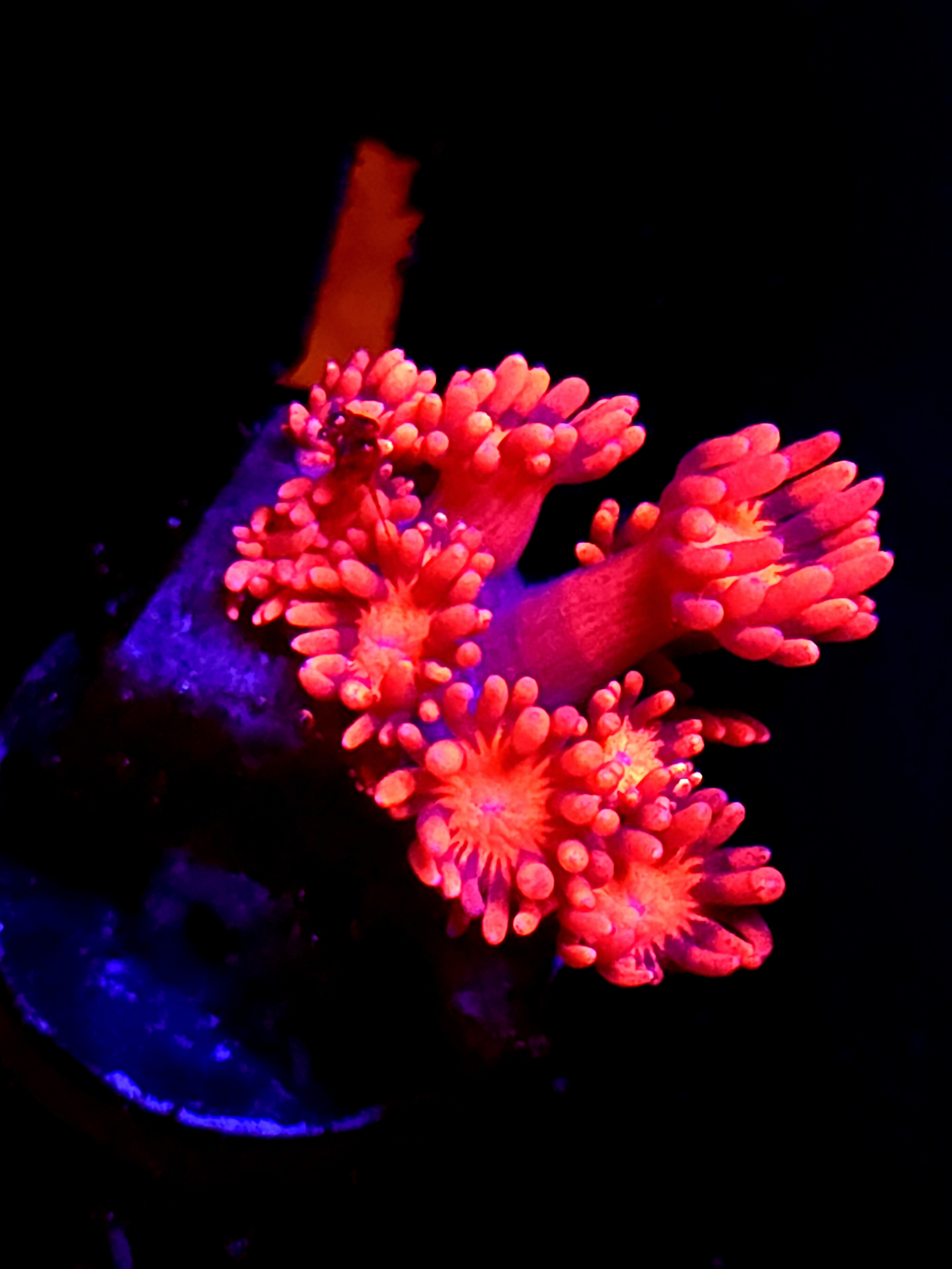 SBB "Veil Breaker" Goni Large