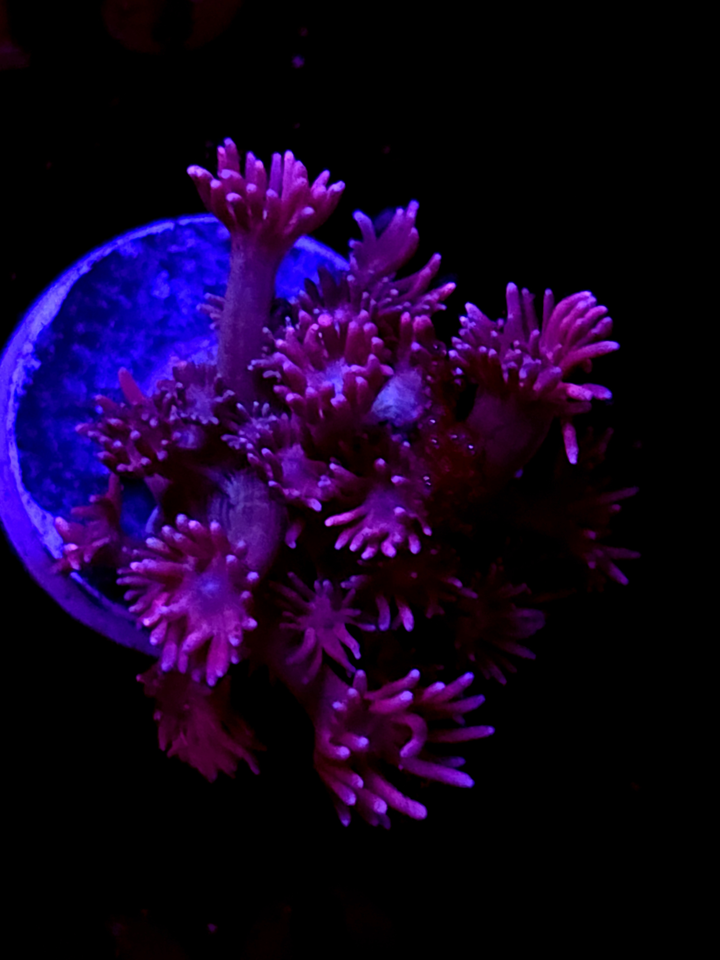 SBB "Mint Drift" Goni Small