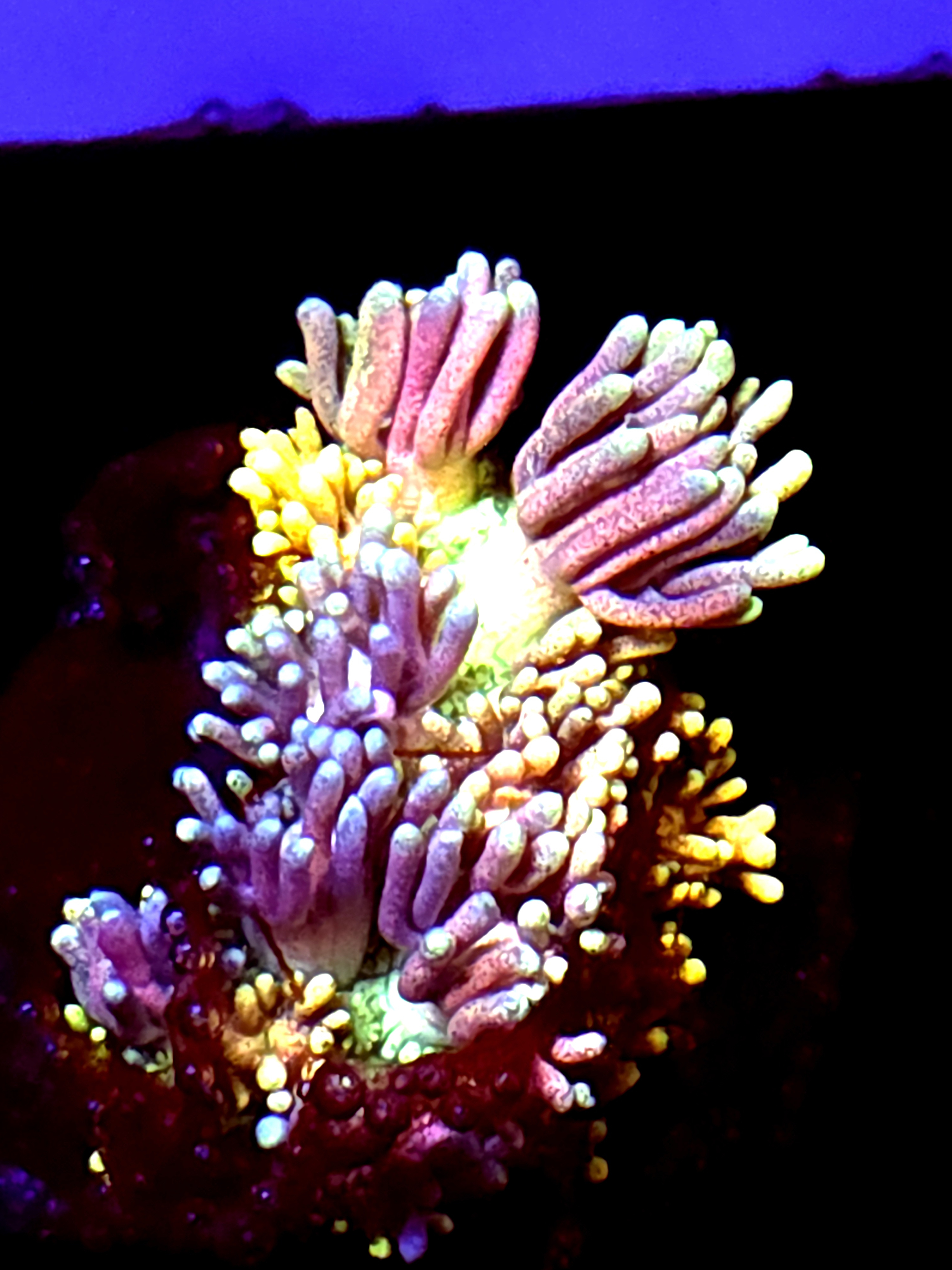 SBB "Sugar Spice" Goni Medium