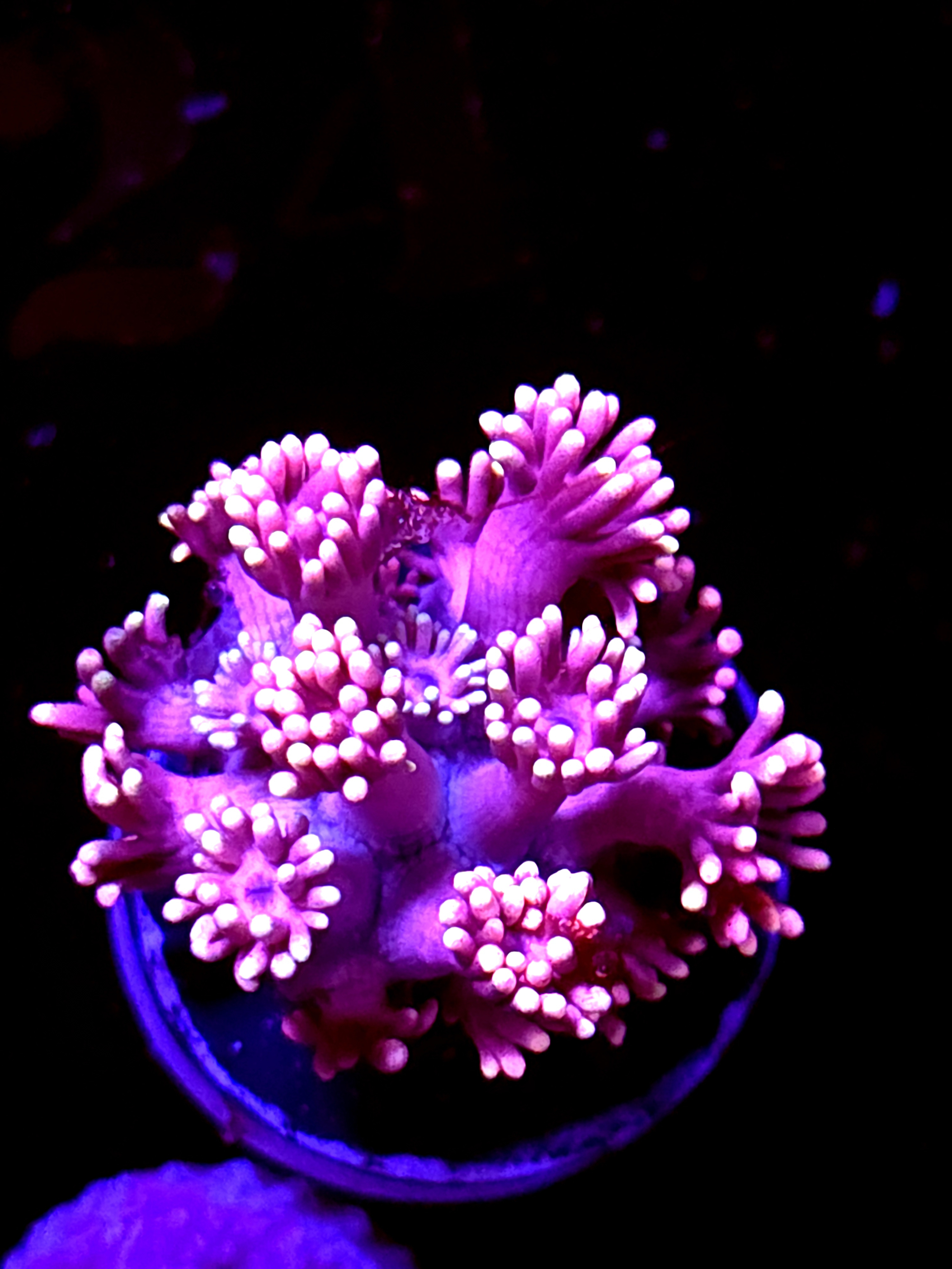 SBB "Flare Meadow" Goni Small