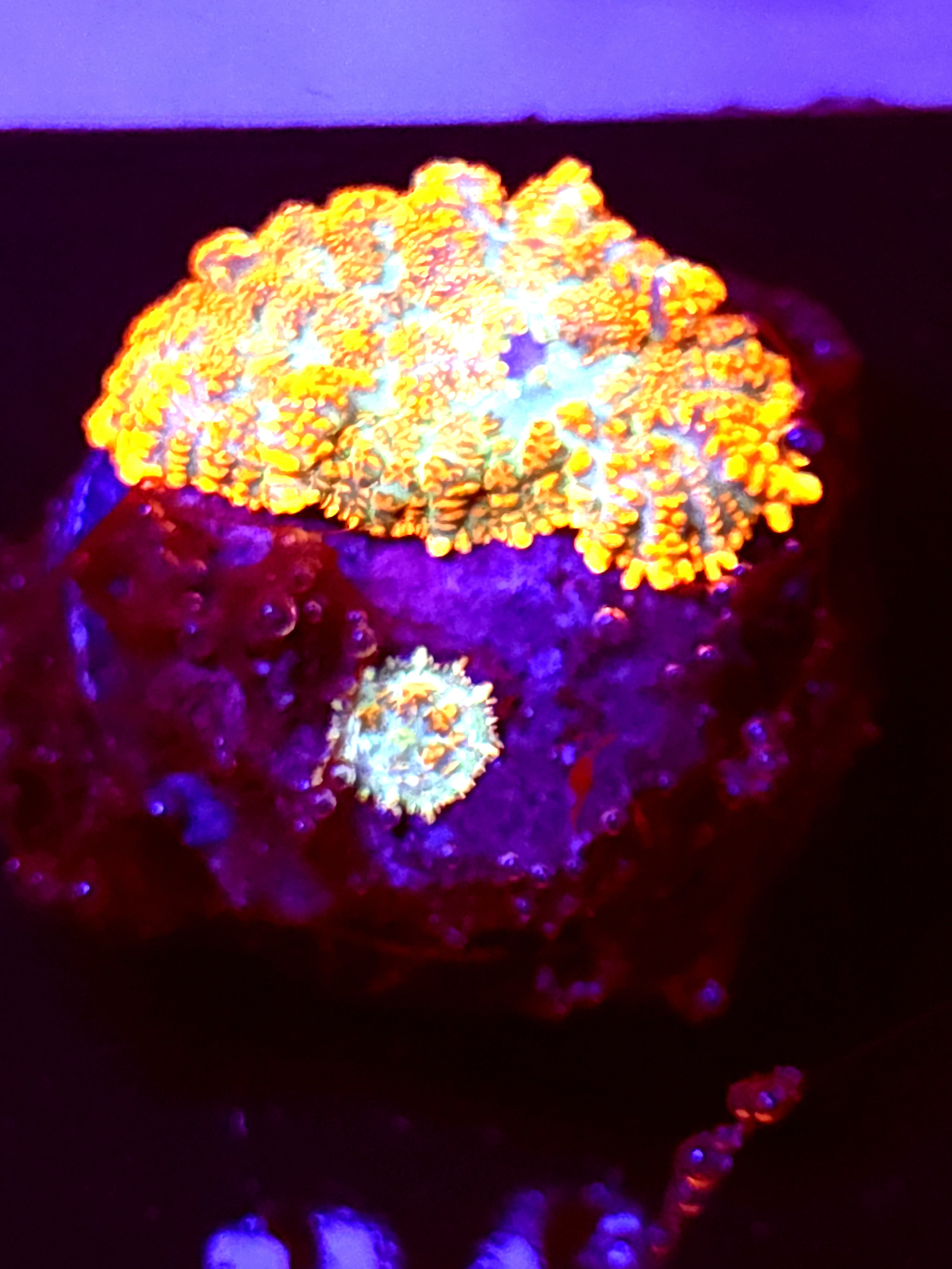 SBB "He Man" Mushroom Medium+ baby