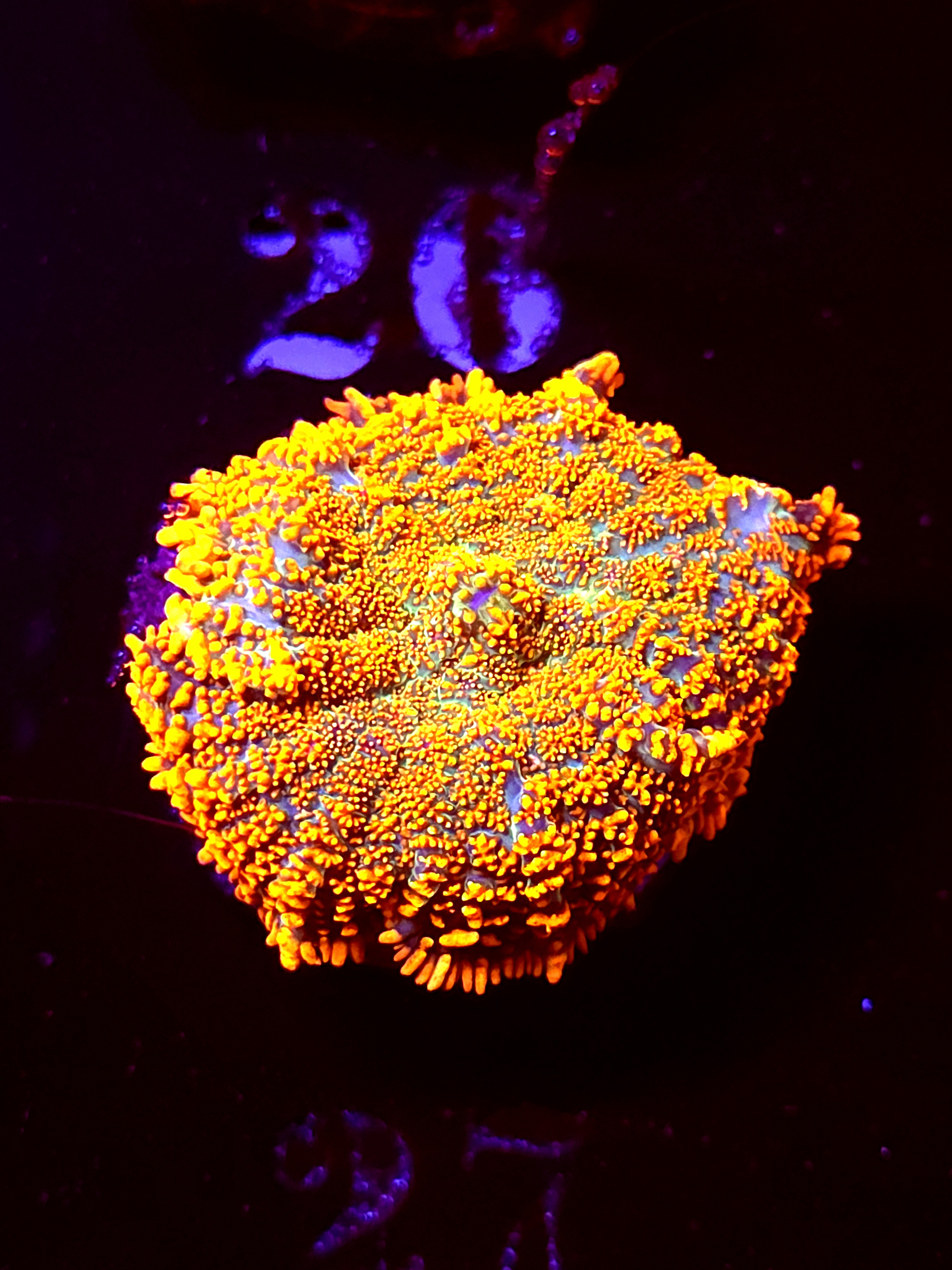 SBB "Mystery Signature" Mushroom Large