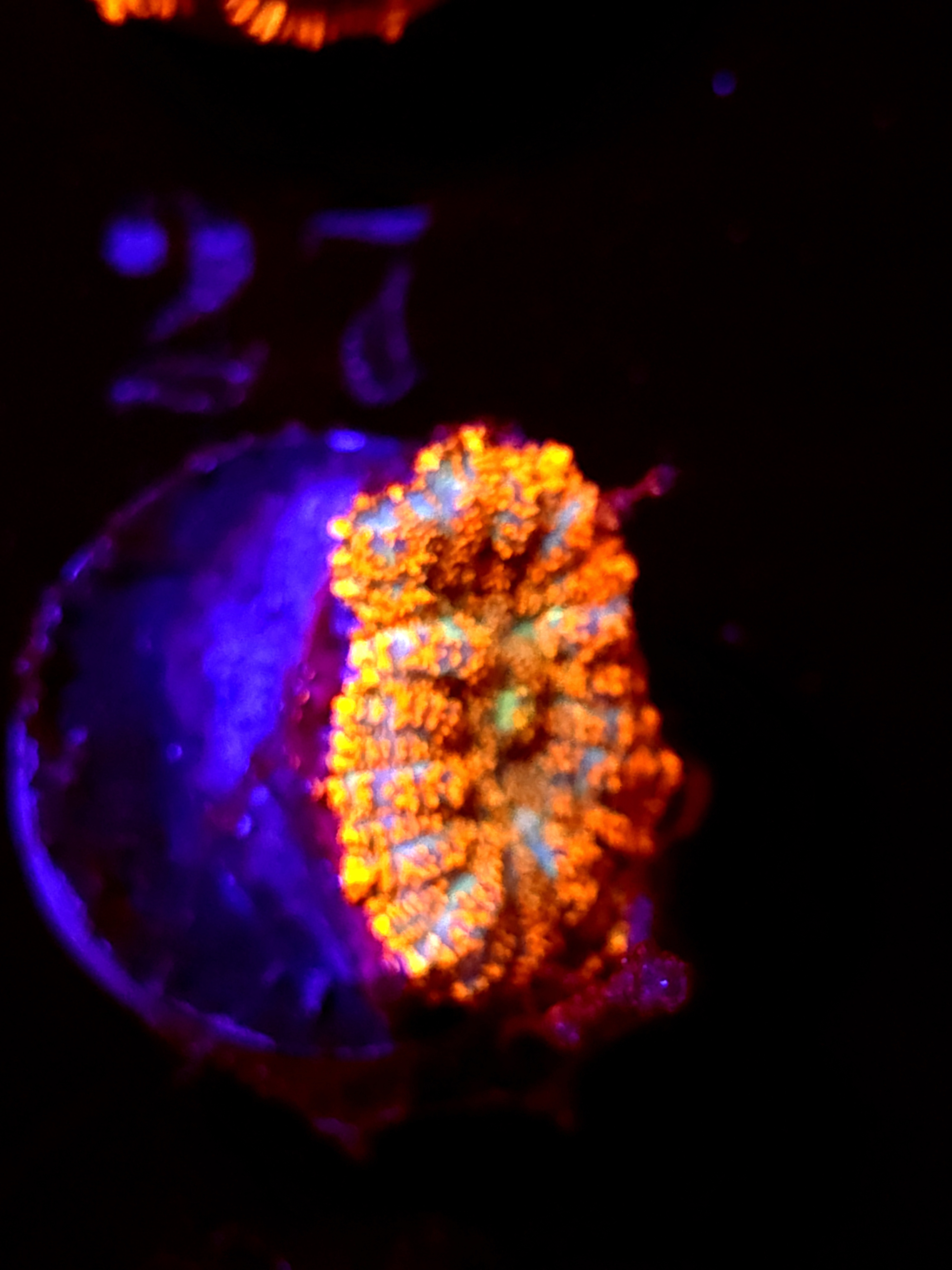 SBB "He Man" Mushroom Small