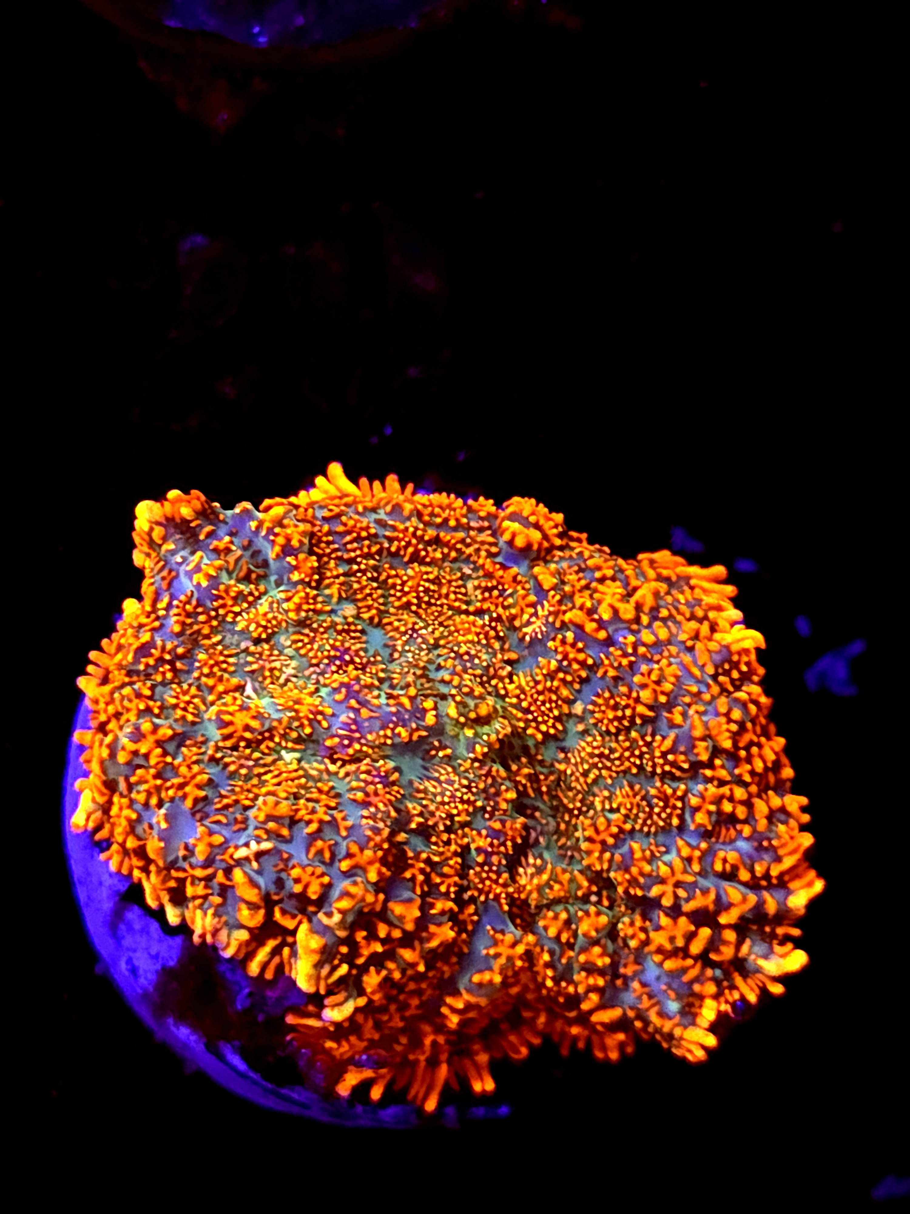 SBB "He Man" Mushroom Large