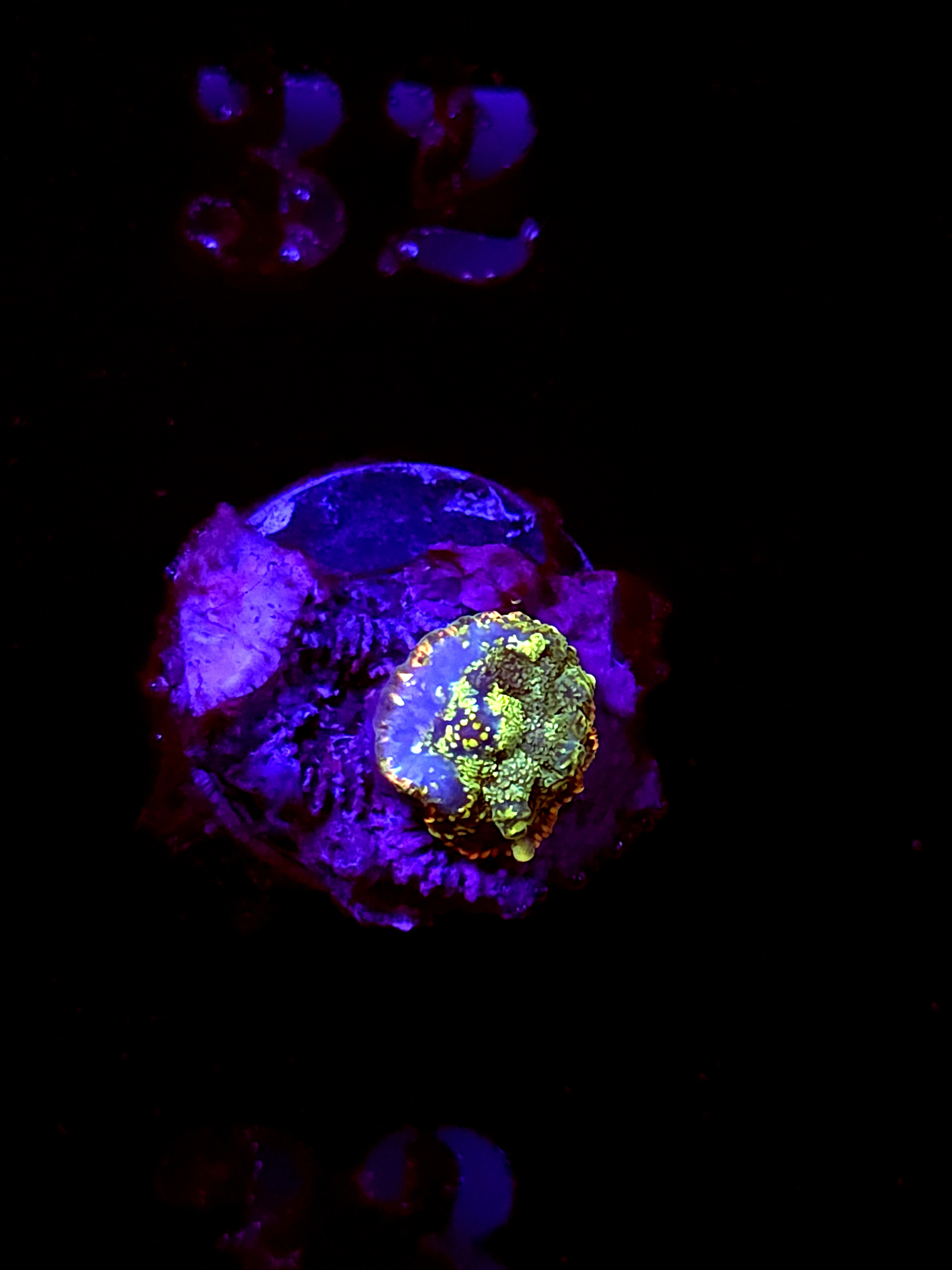 SBB "Frost Beam" Mushroom Tiny