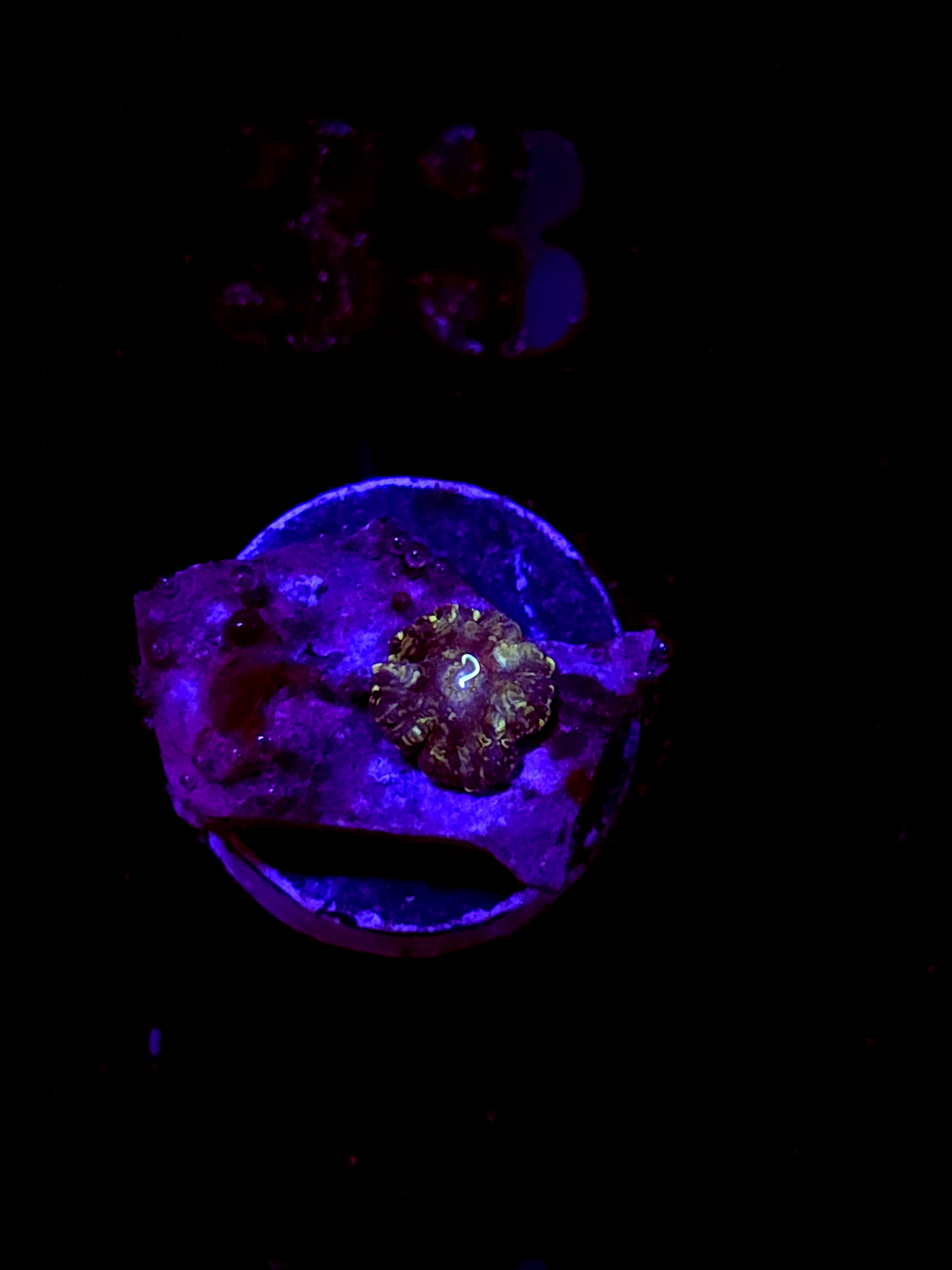 SBB "Titan Forge" Mushroom Booger