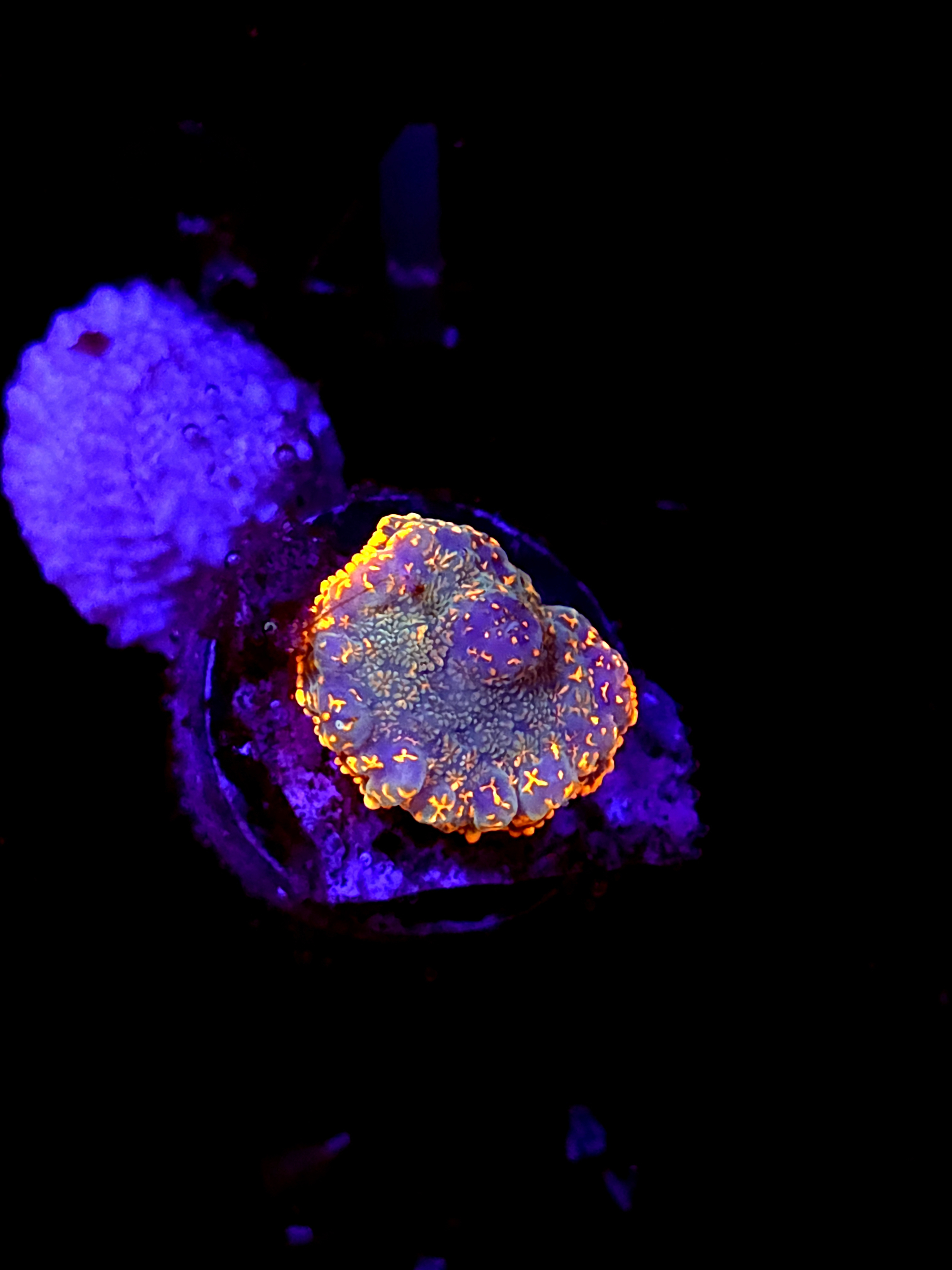 SBB "Orange Canyon" Mushroom Small