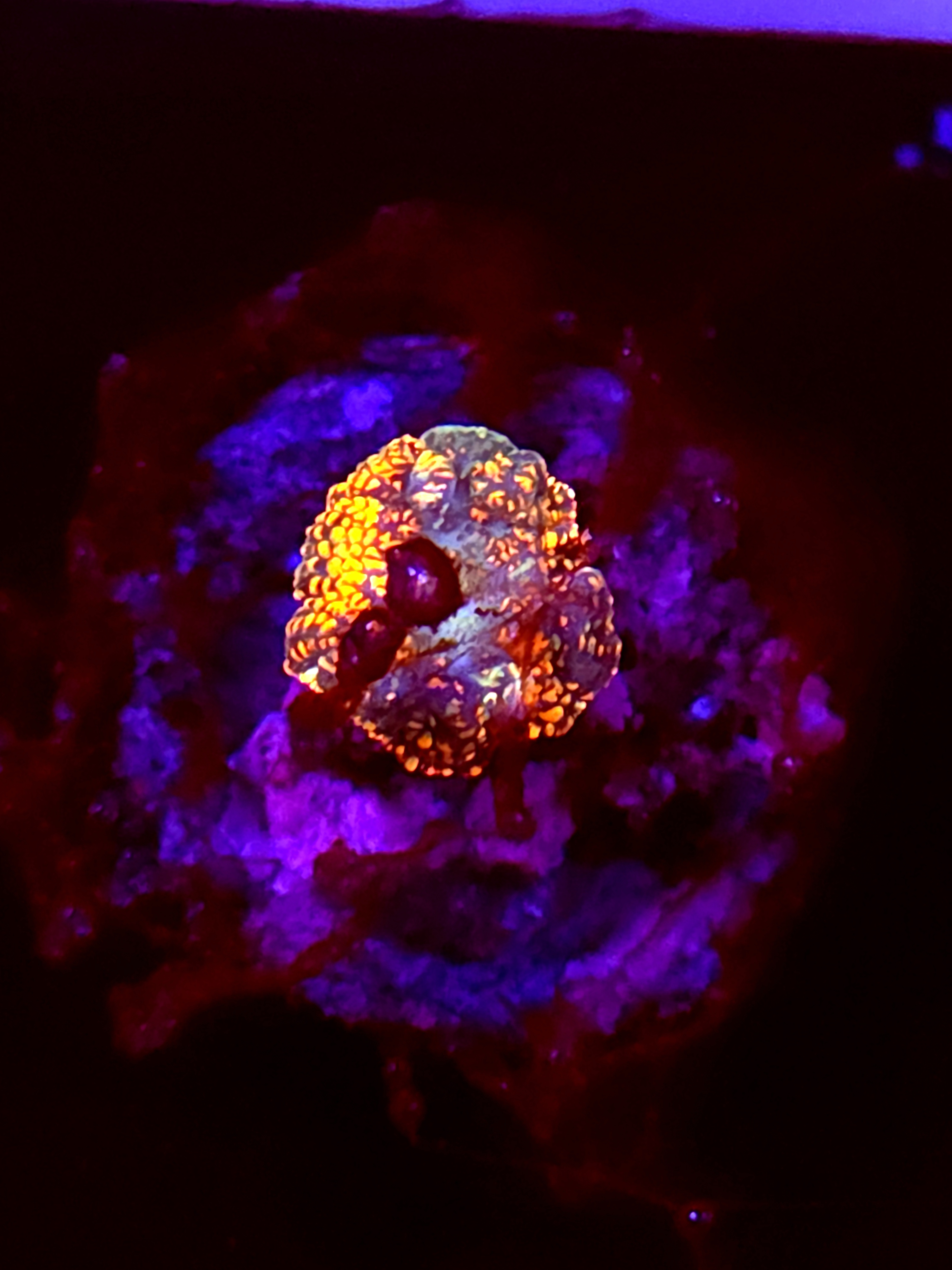 SBB "Orange Burst" Mushroom Tiny