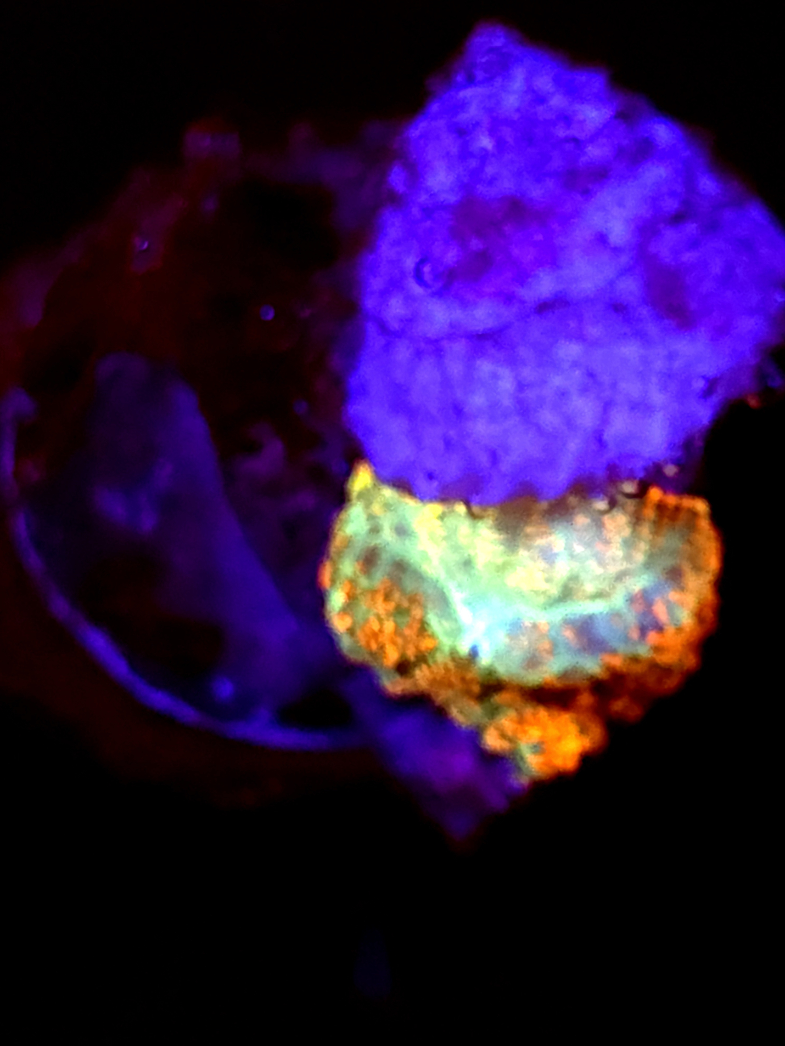 SBB "Mystery Signature" Mushroom Small