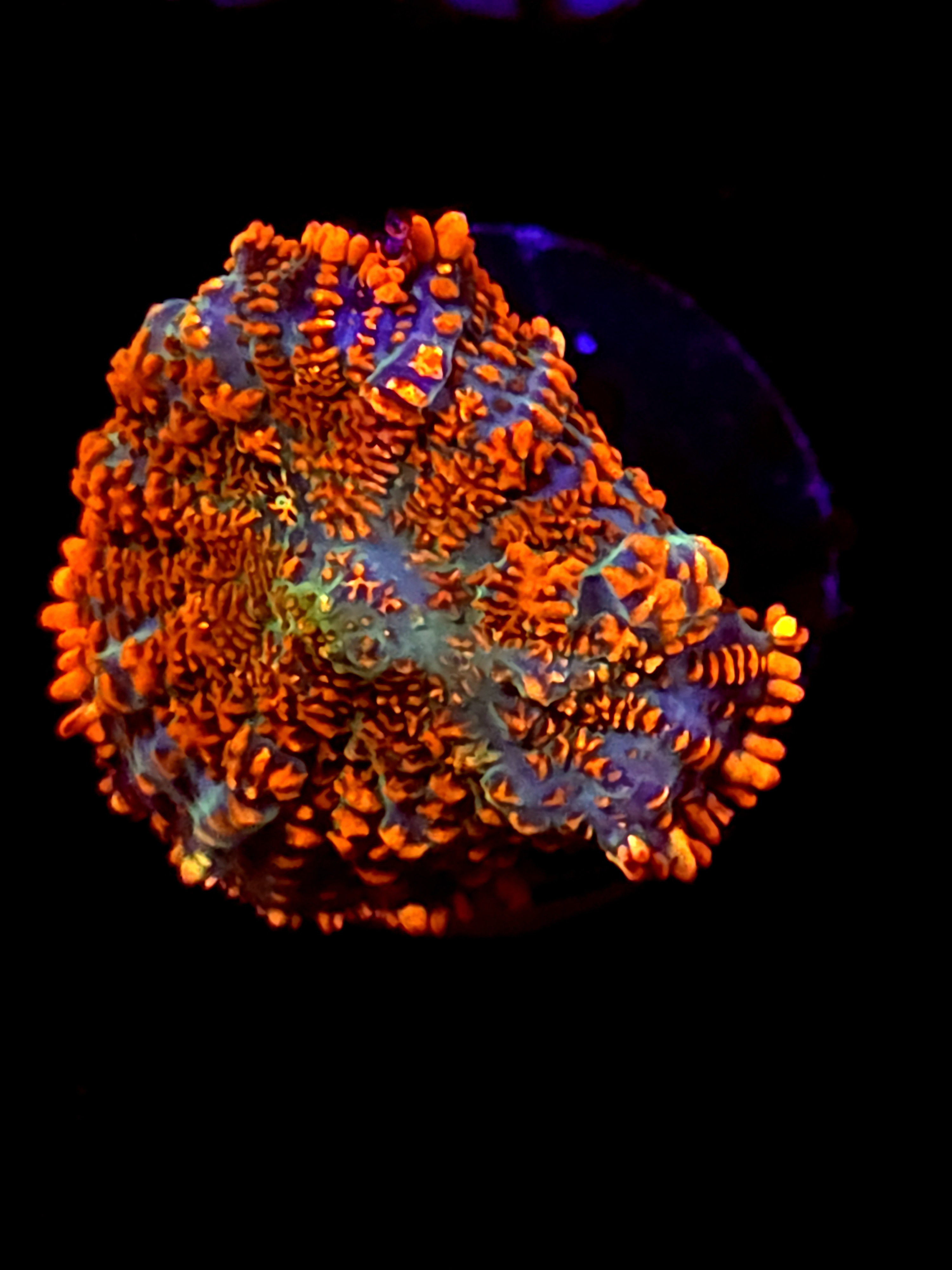 SBB "He Man" Mushroom Small