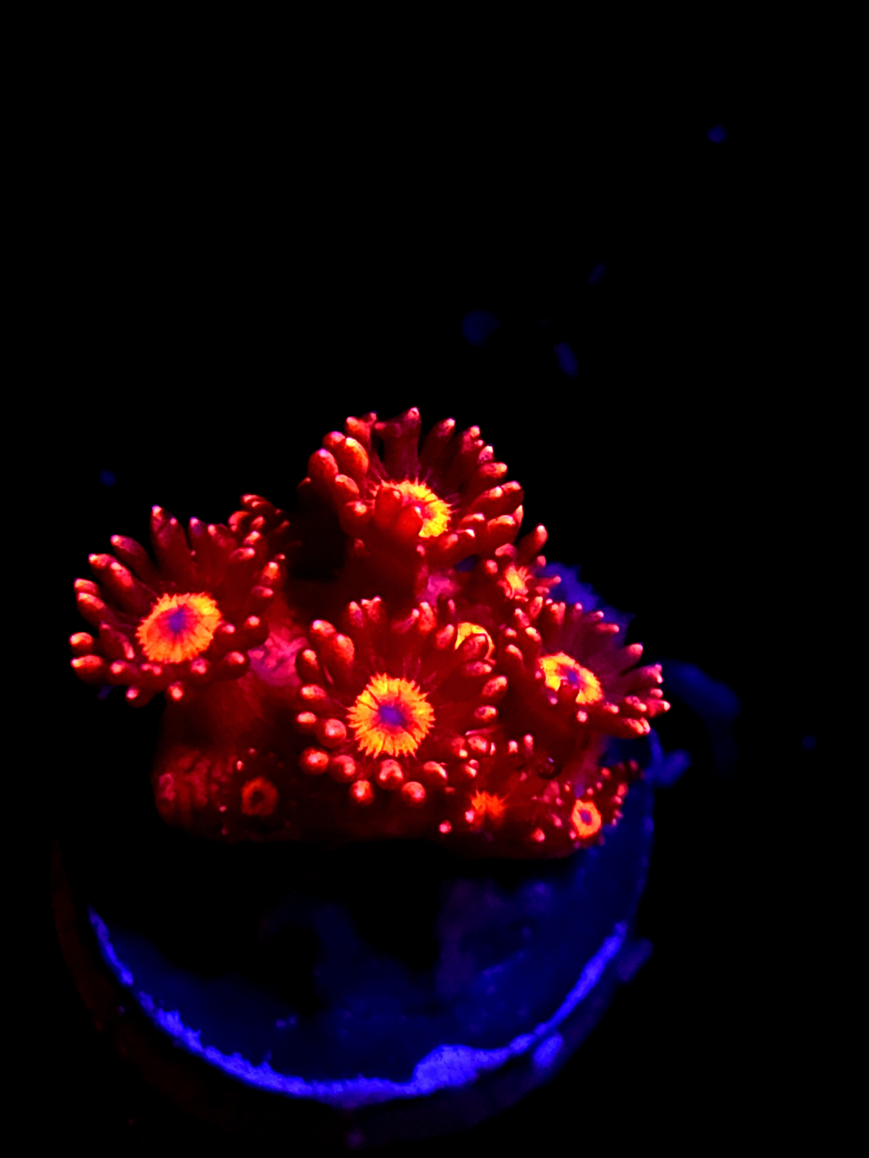 SBB "Titans Gaze" Goni Medium