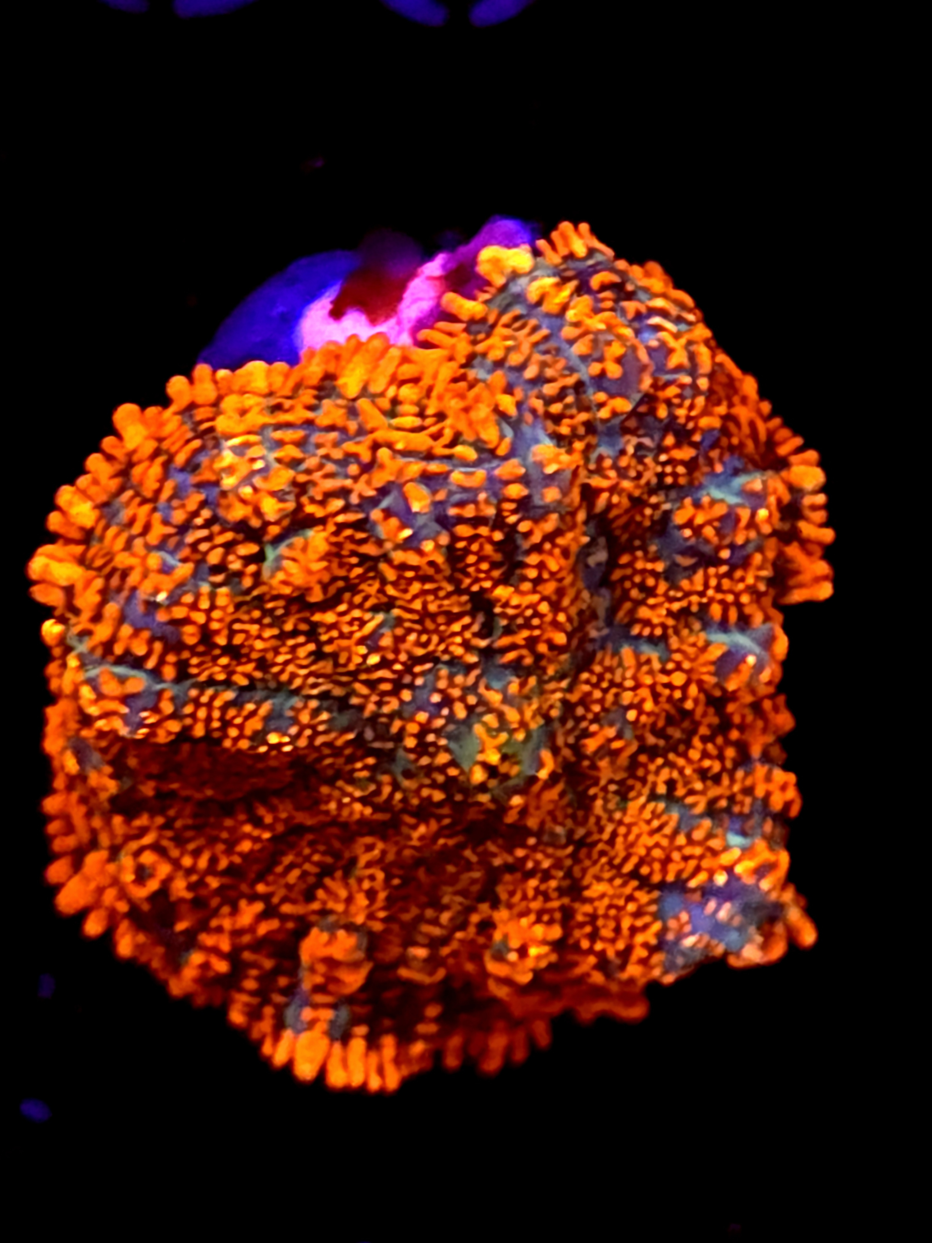 SBB "He Man" Mushroom Medium