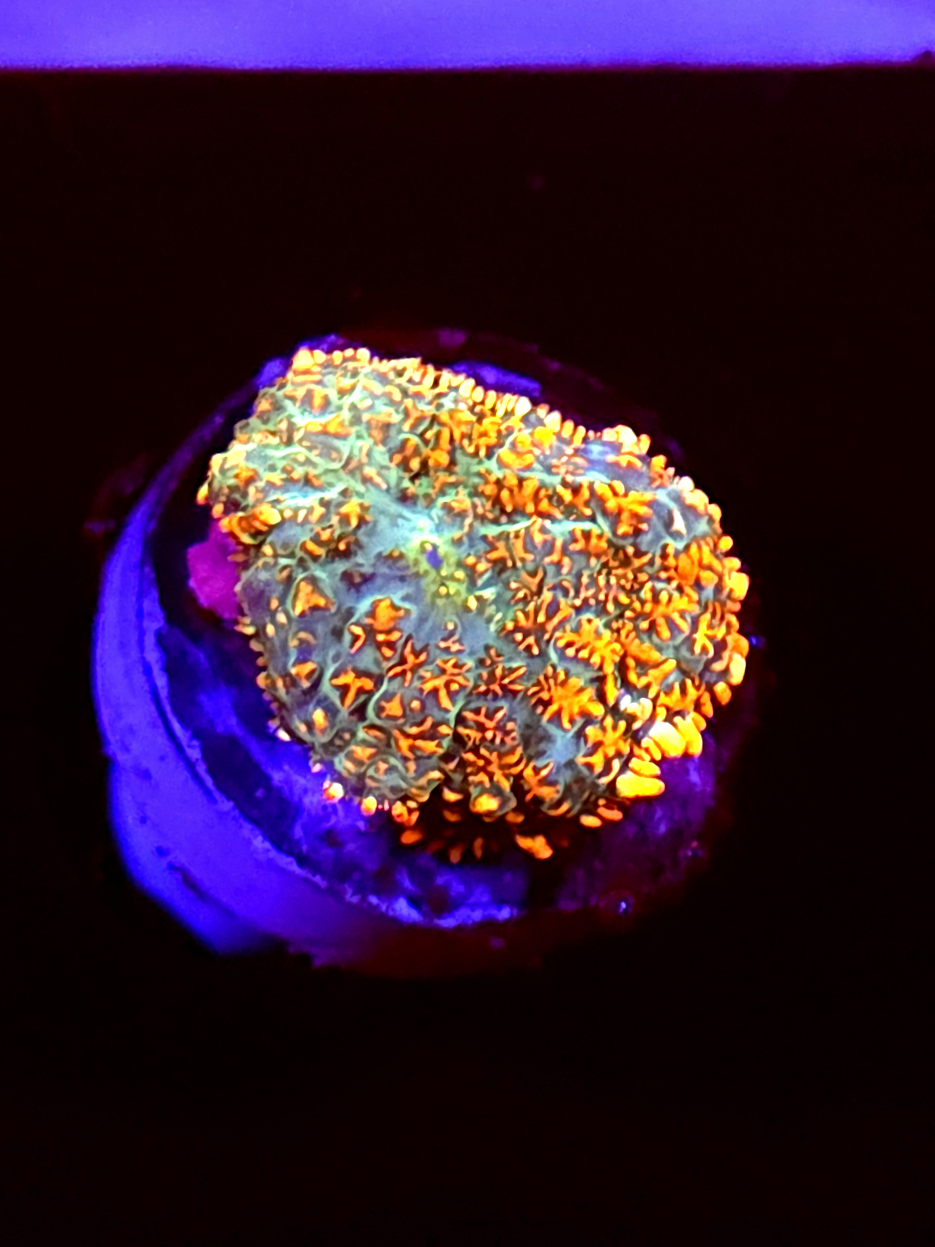 SBB "Mystery Signature" Mushroom Small