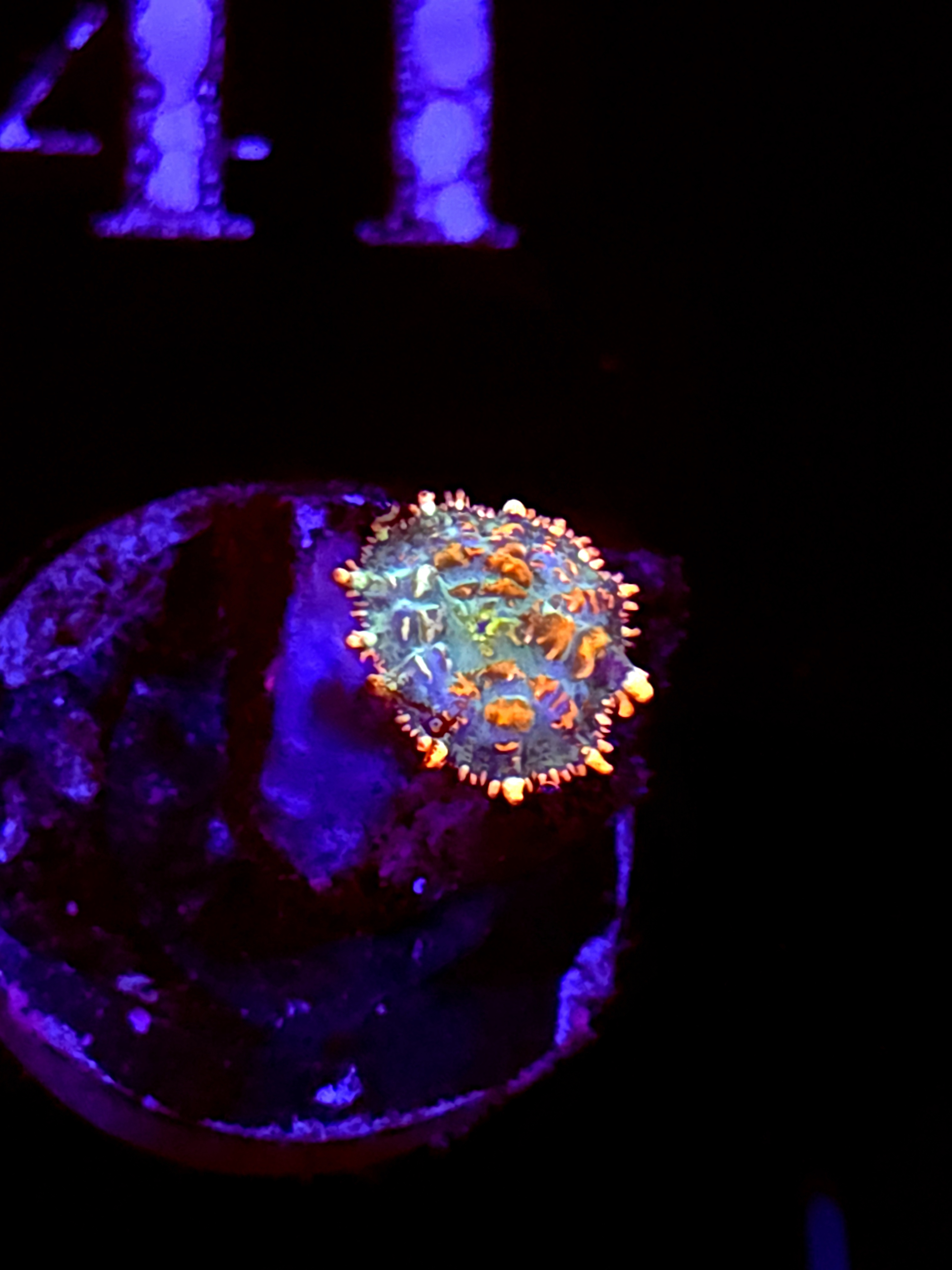 SBB "No Name" Mushroom Tiny