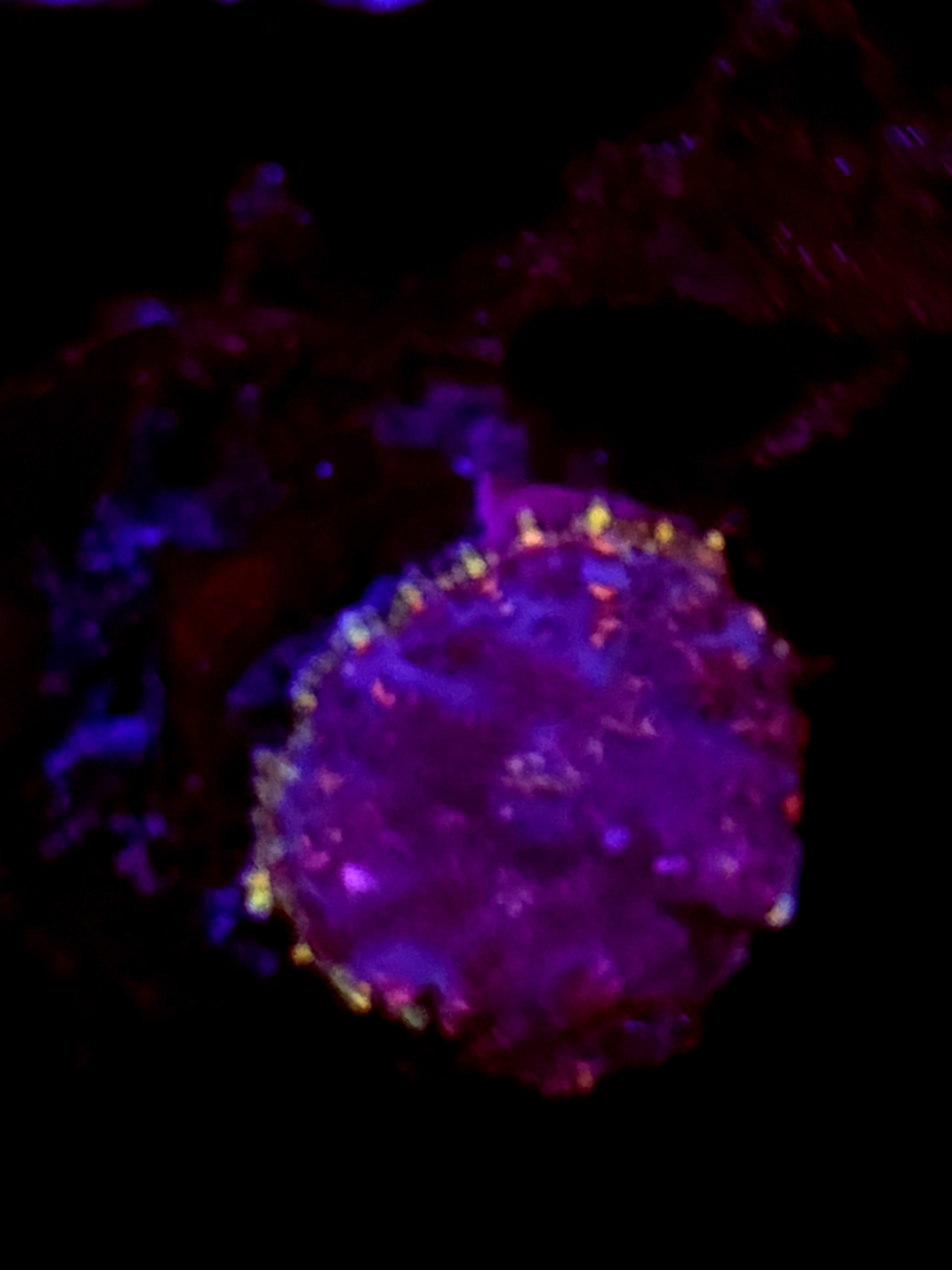 SBB "Purple Dragon" Mushroom Small