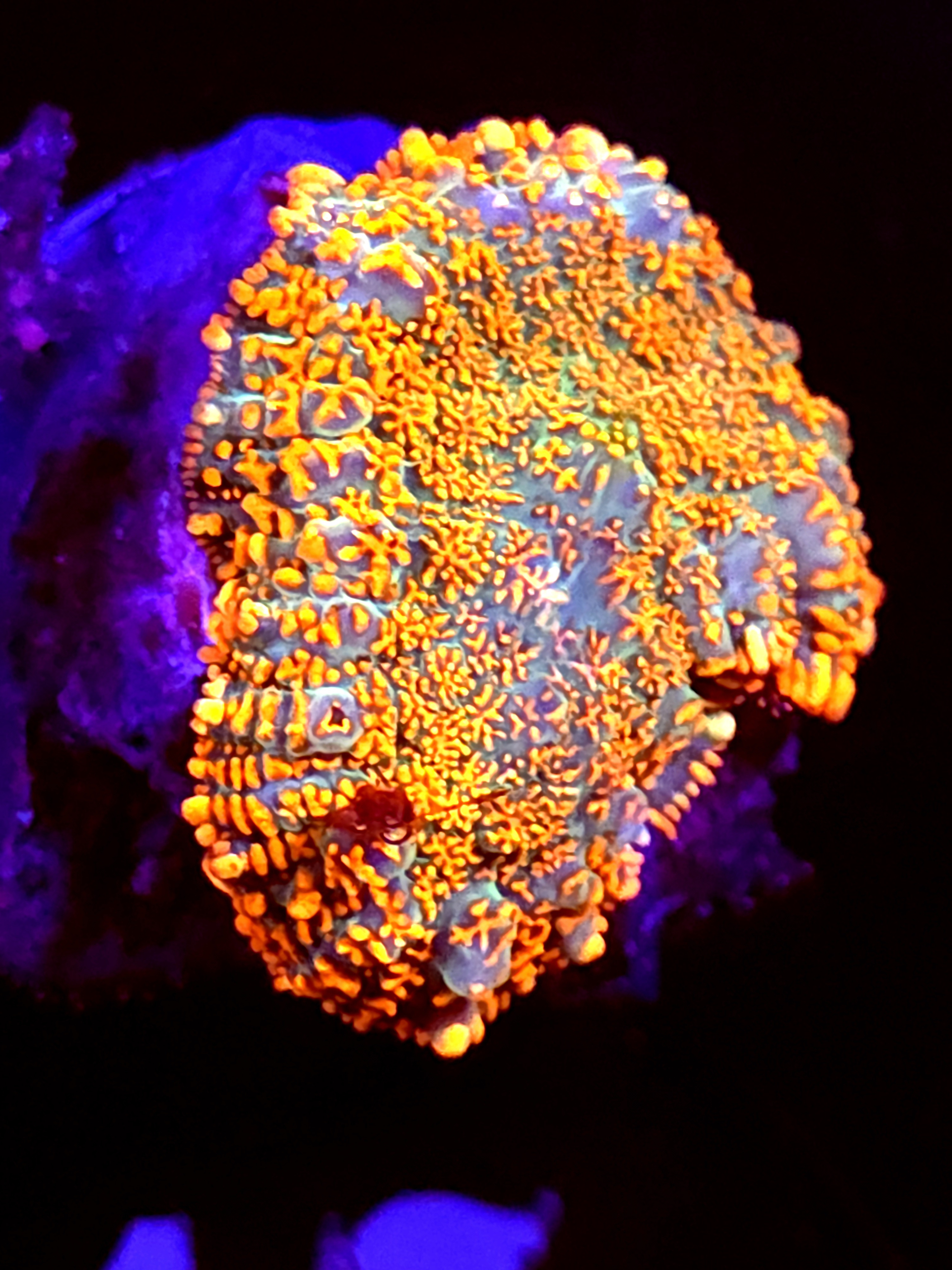 SBB "He Man" Mushroom Medium