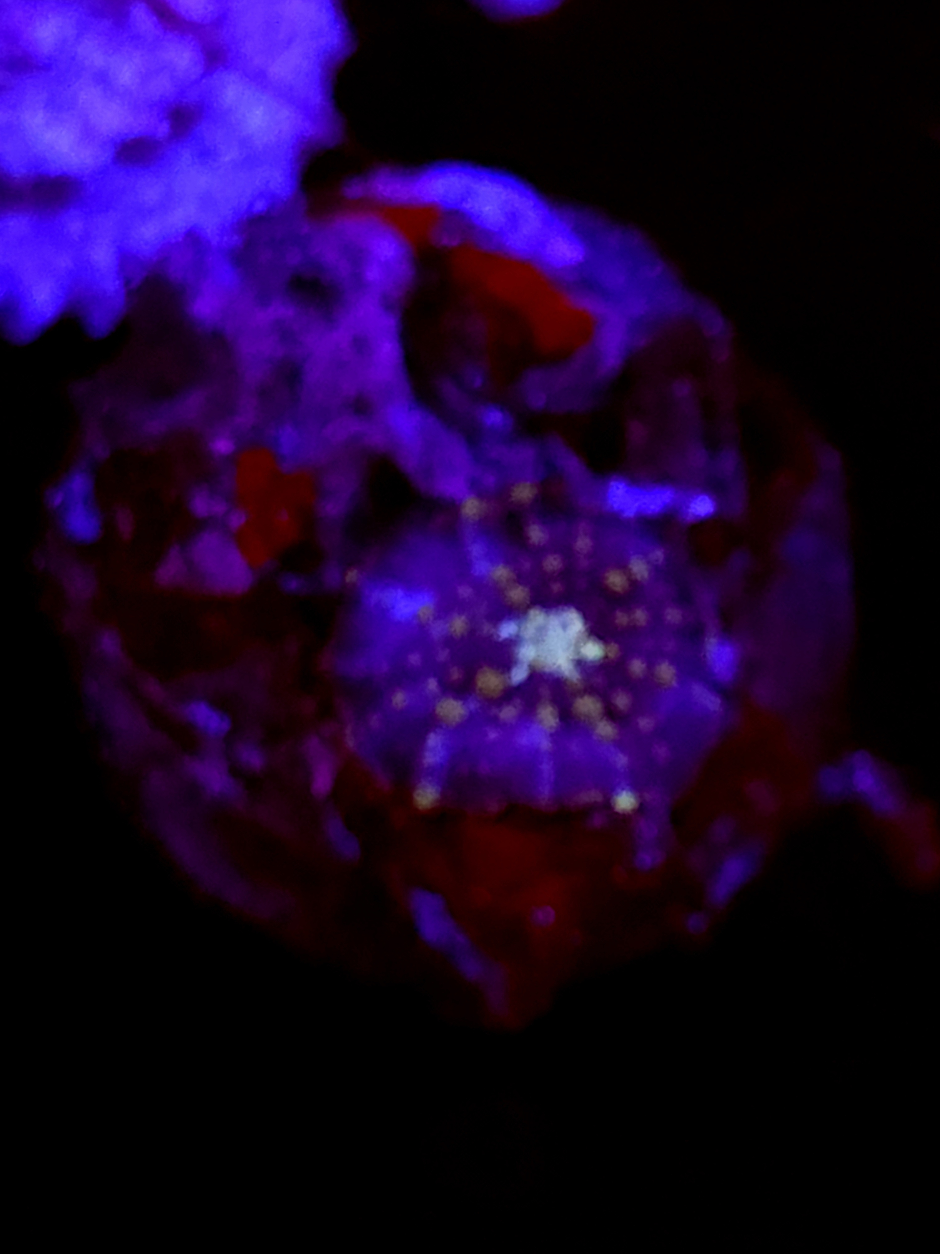 SBB "No Name" Mushroom Tiny