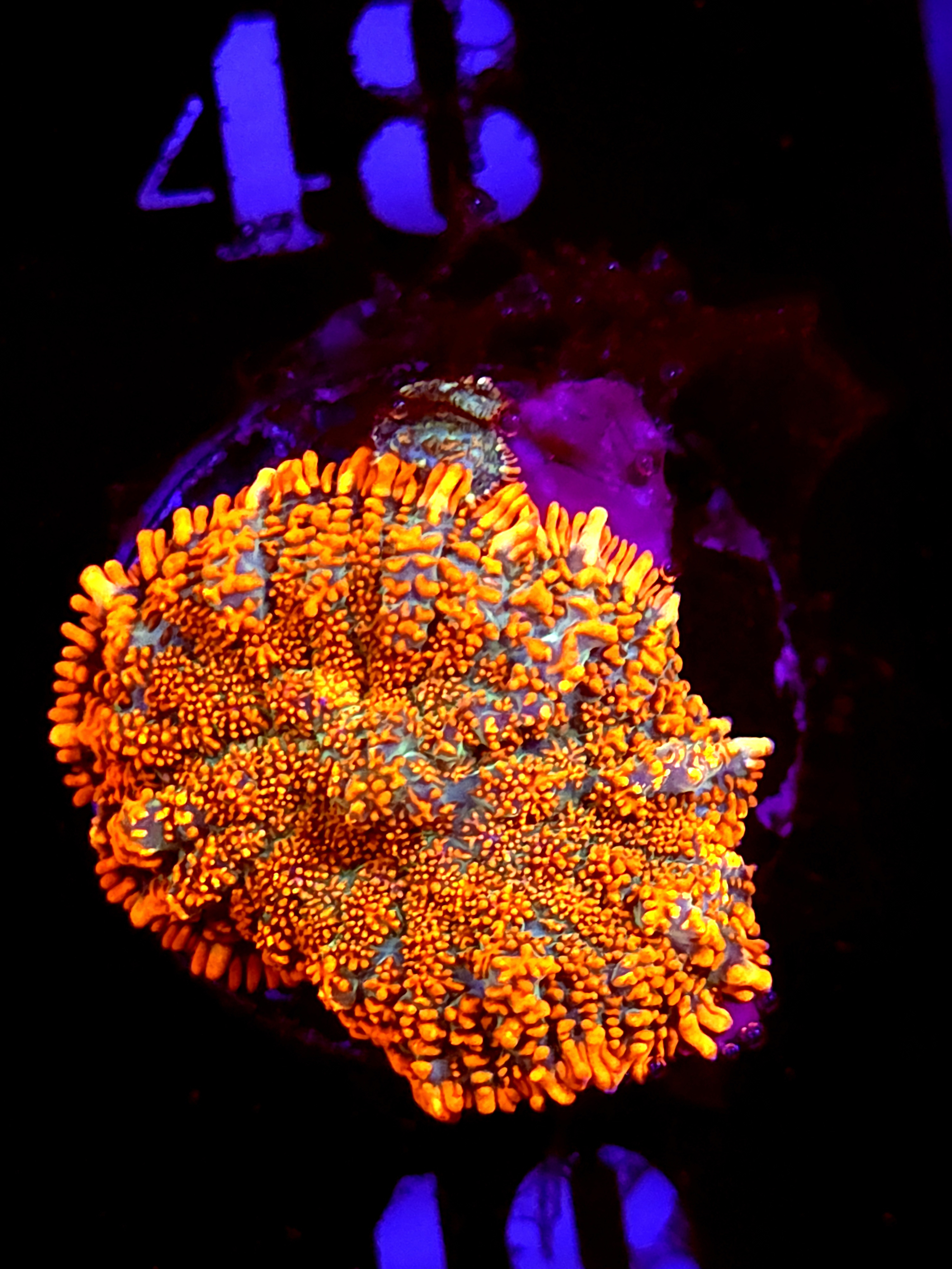 SBB "He Man" Mushroom Medium