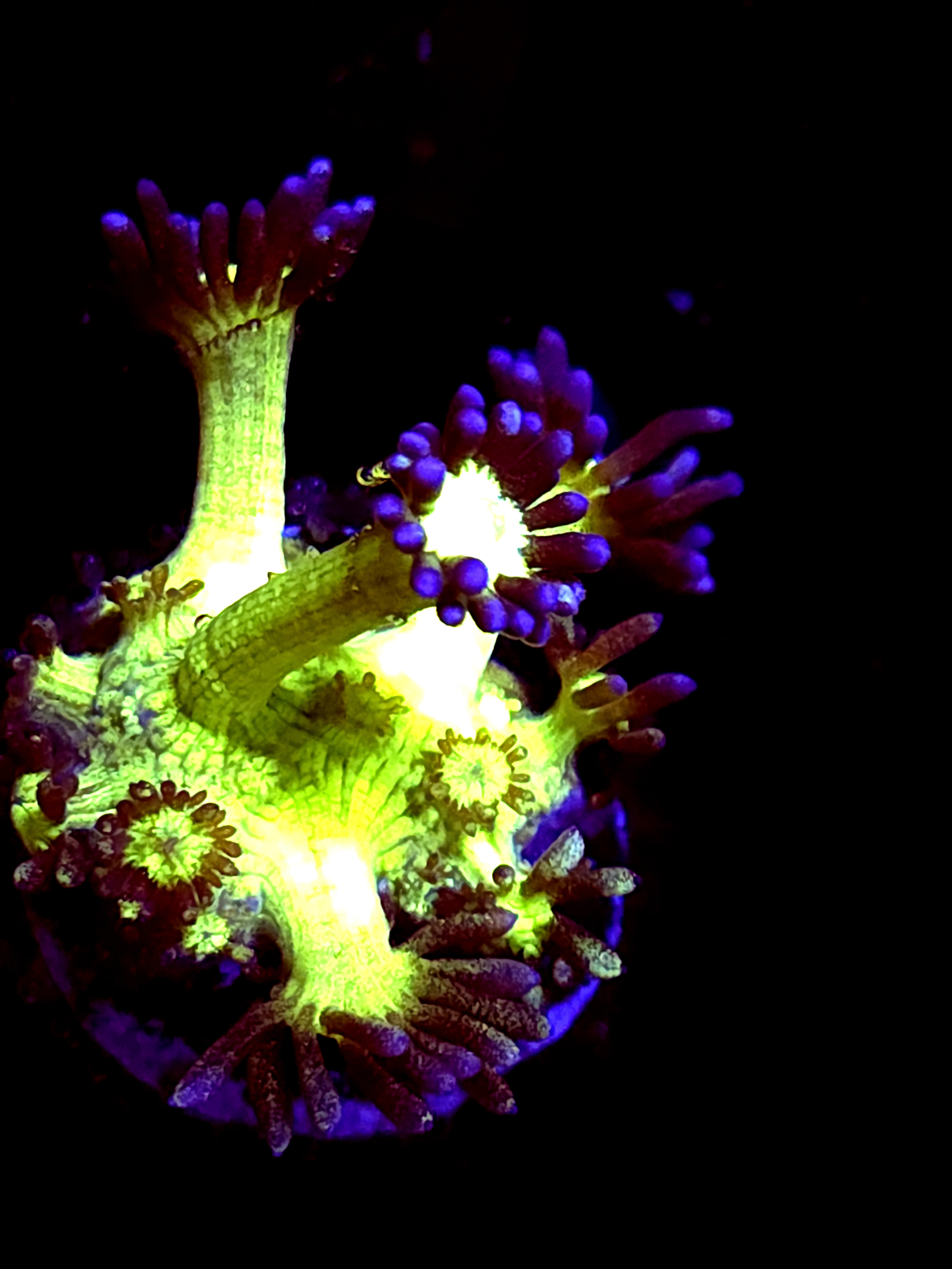 SBB "Gemstone" Goni Medium