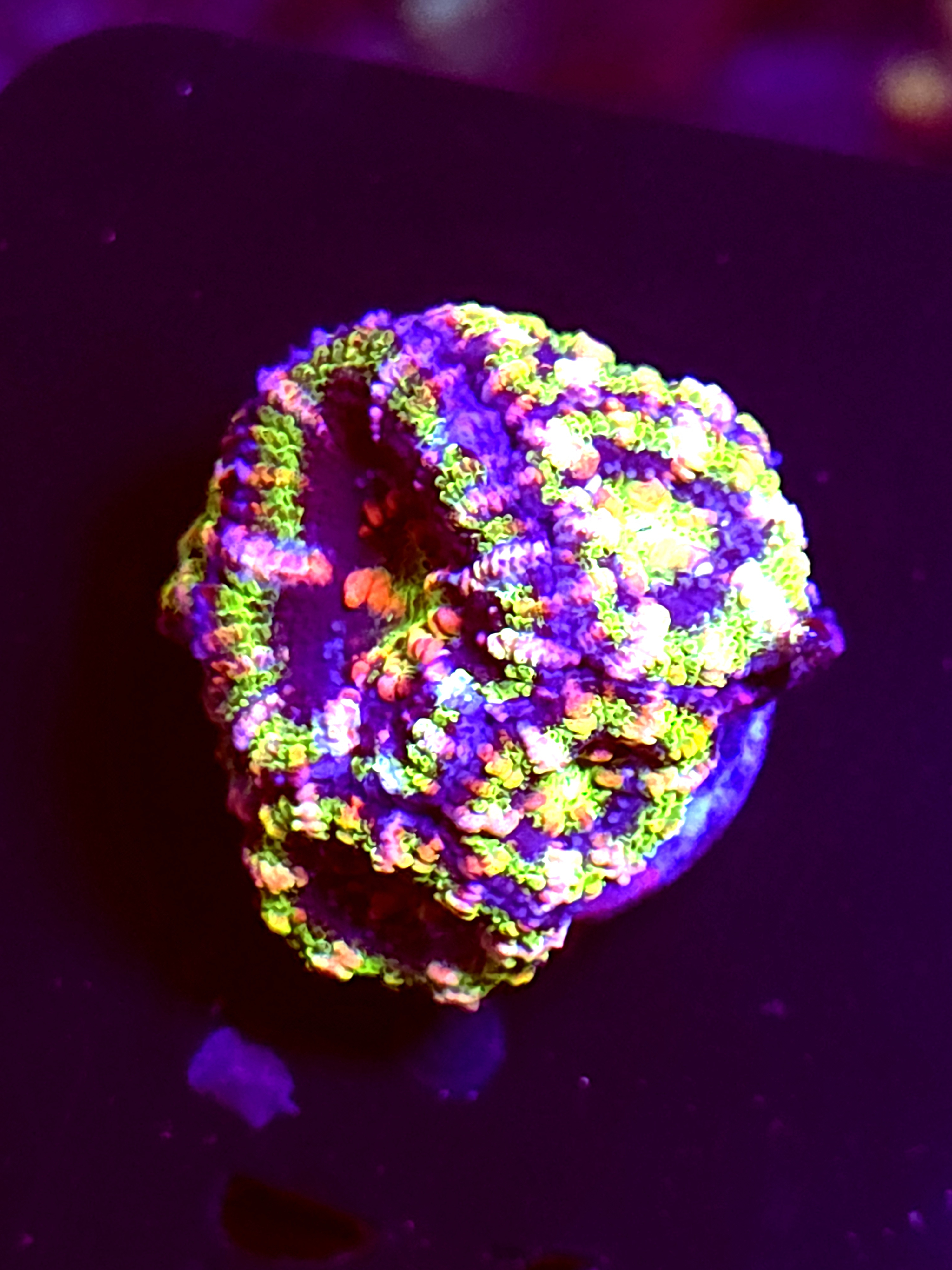 SBB "Moon Melon" Acan Multiple Heads