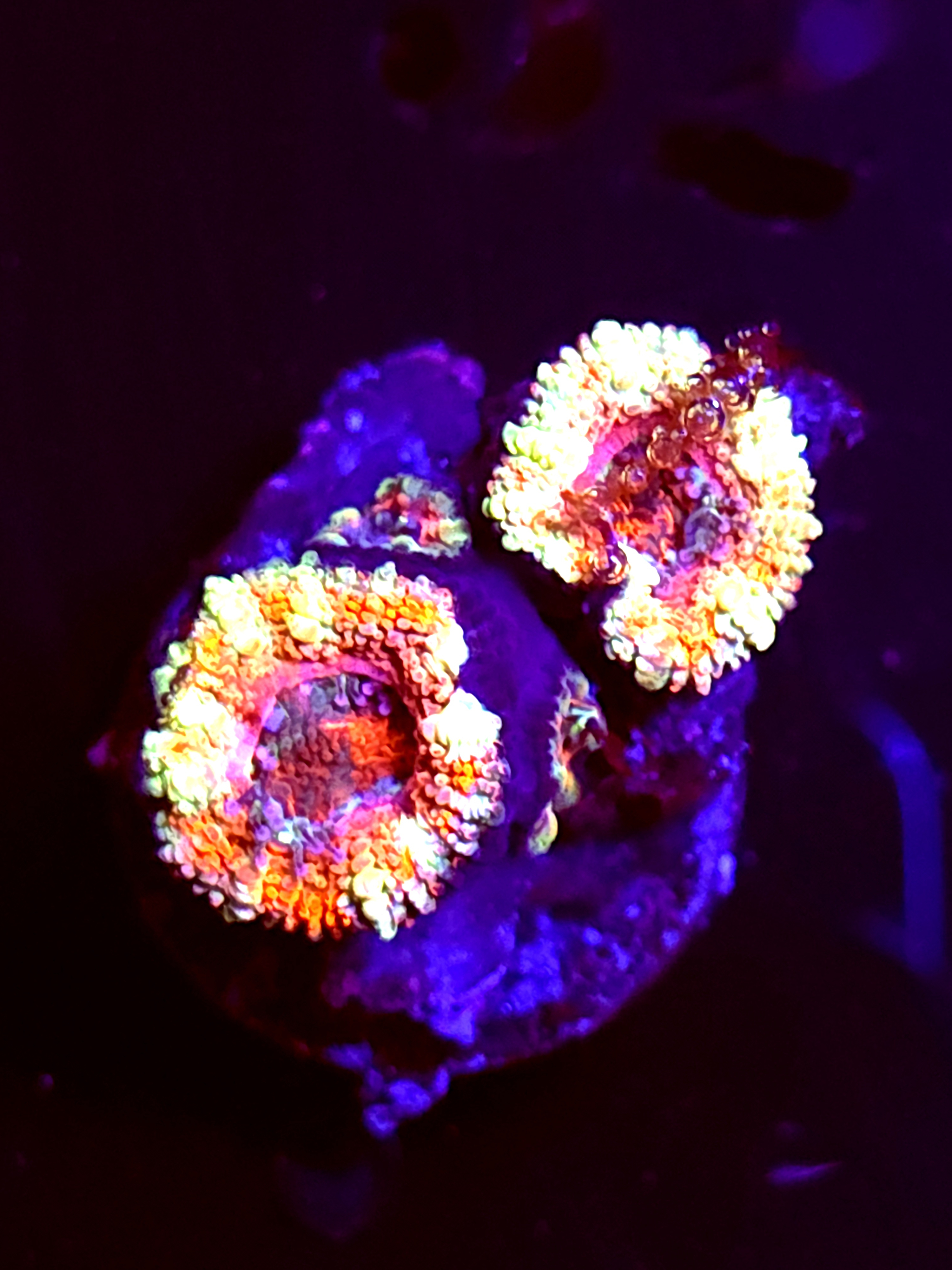 SBB "Jungle Tiger" Acan 2 Heads