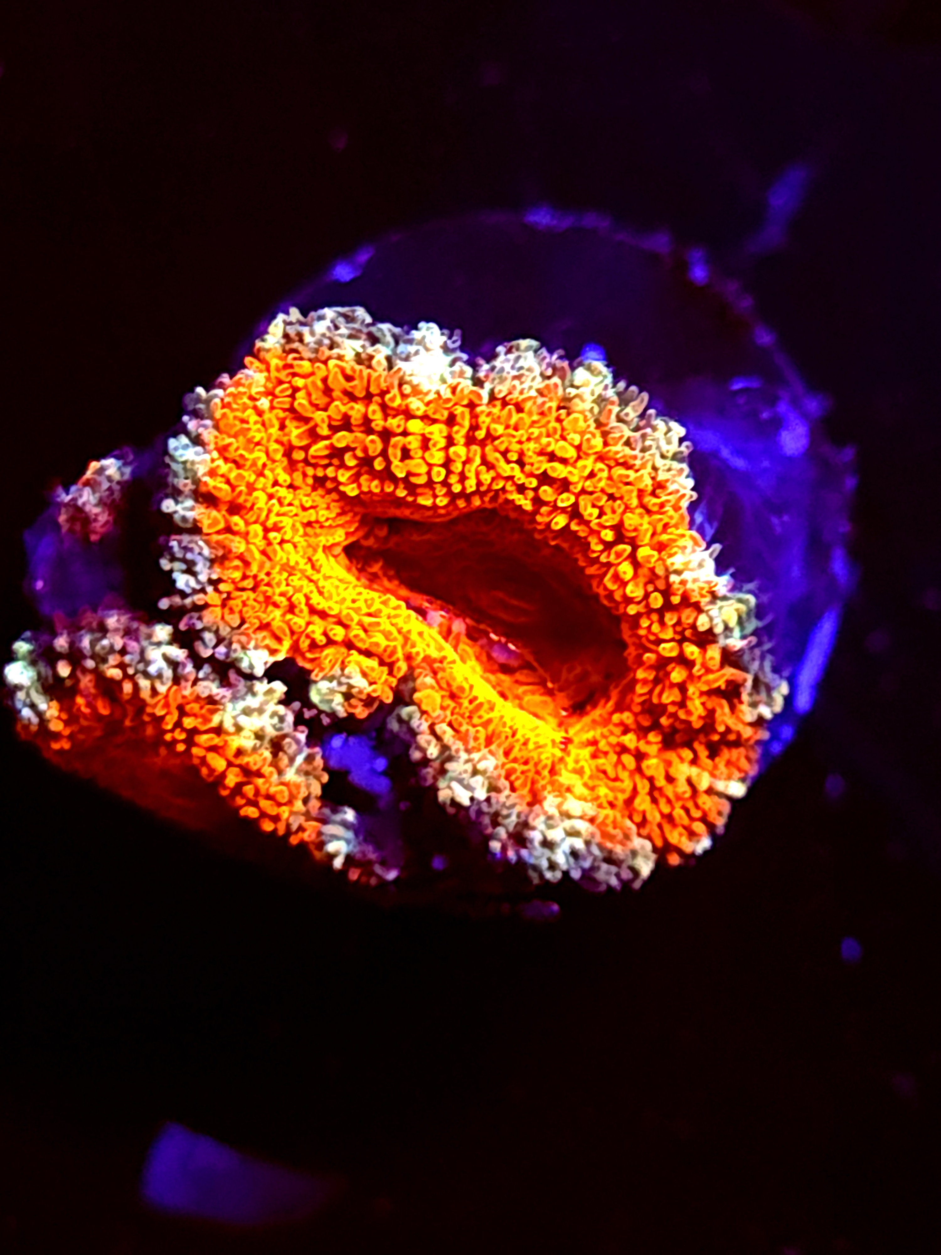 SBB "Mysteery Signature" Acan 2 Heads