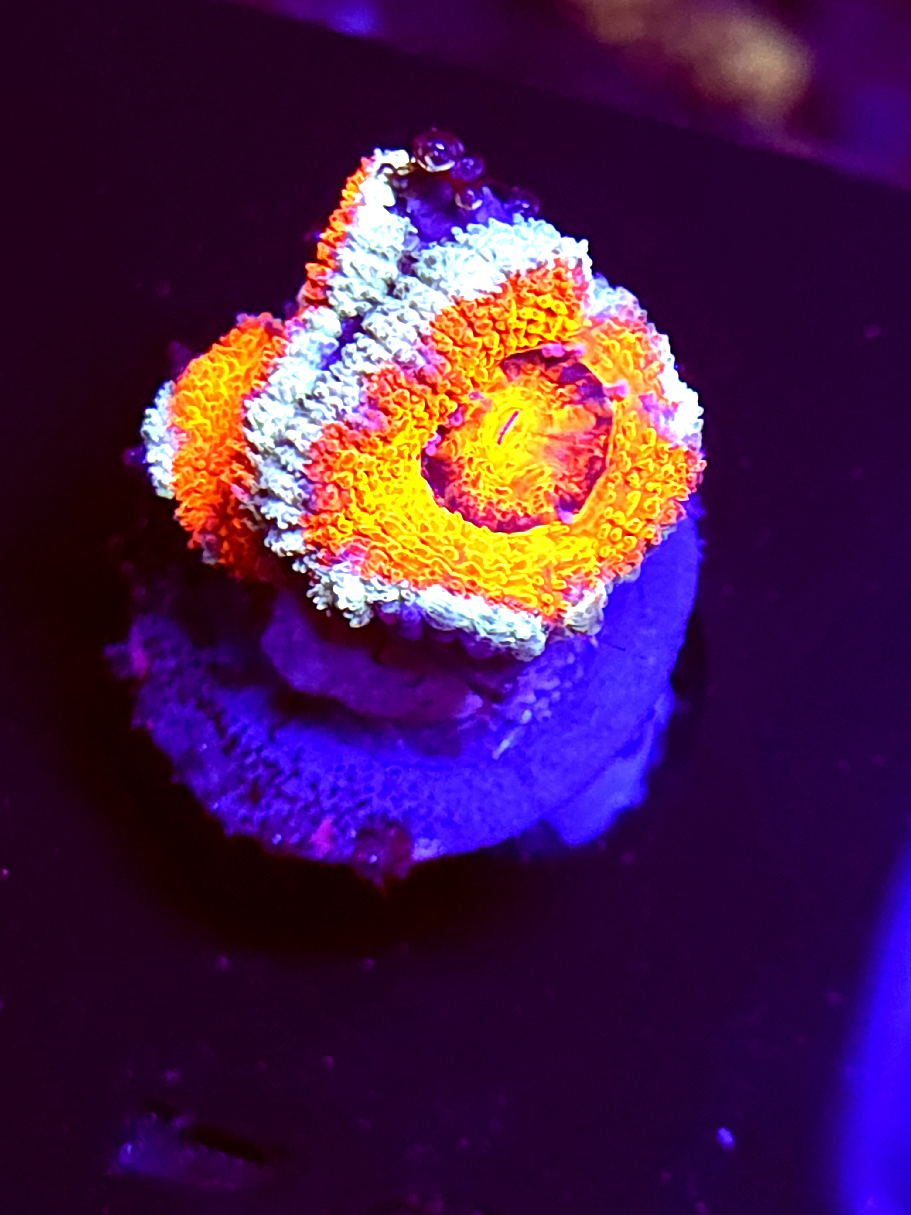 SBB "Nebula Core" Acan 2 Heads