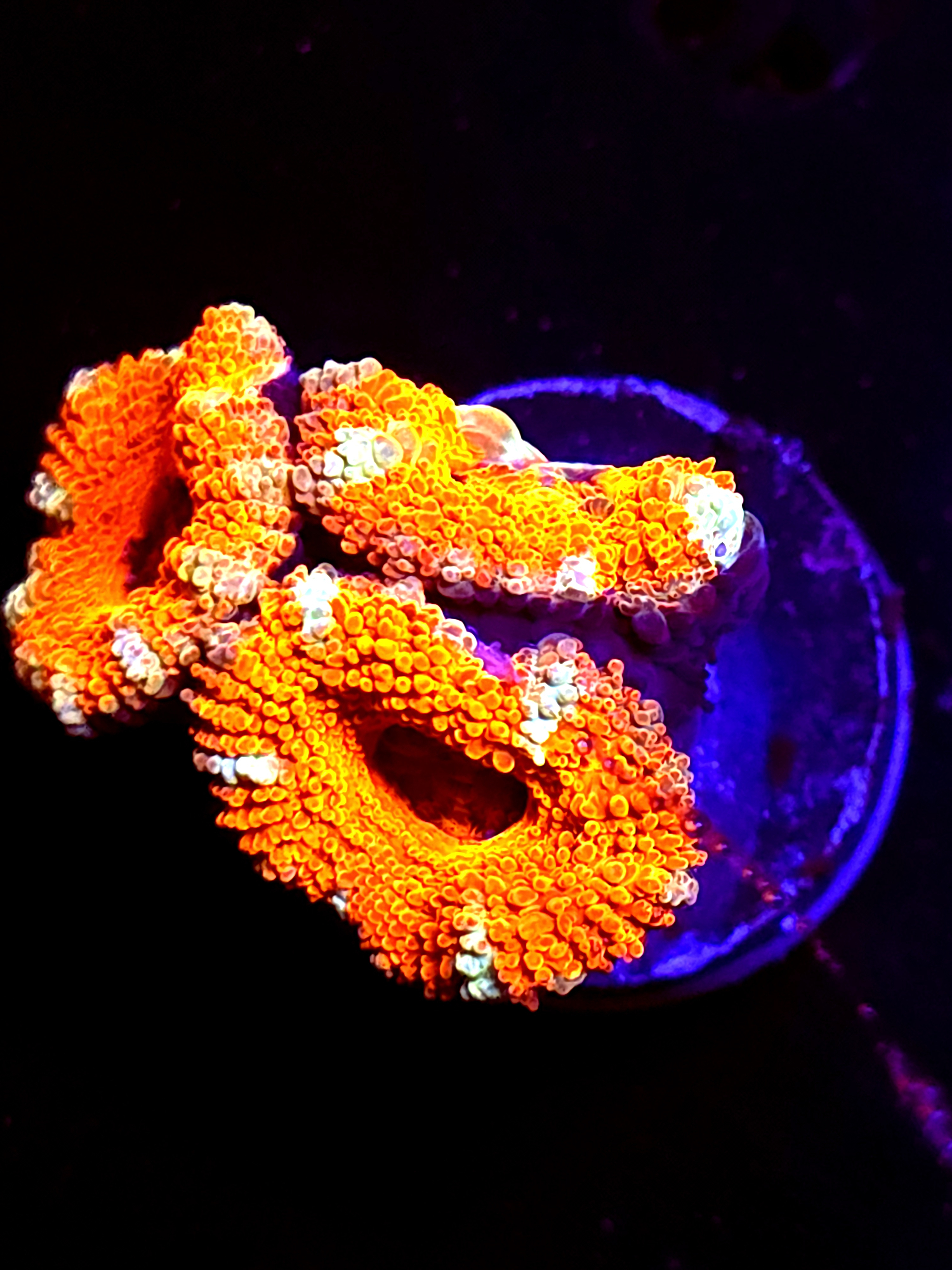 SBB "Lava Bloom" Acan 3 Heads