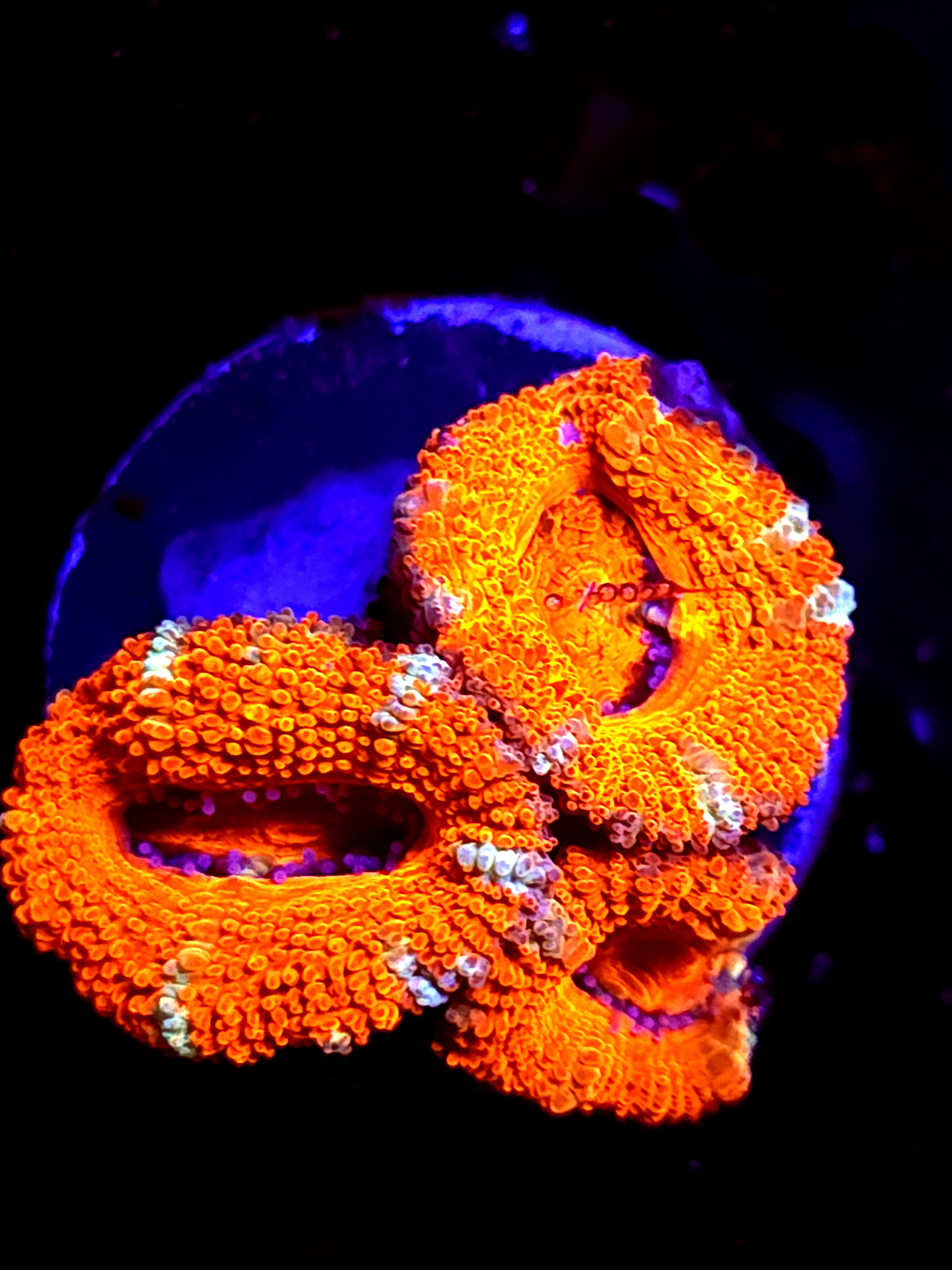 SBB "Lava Bloom" Acan 3 Heads
