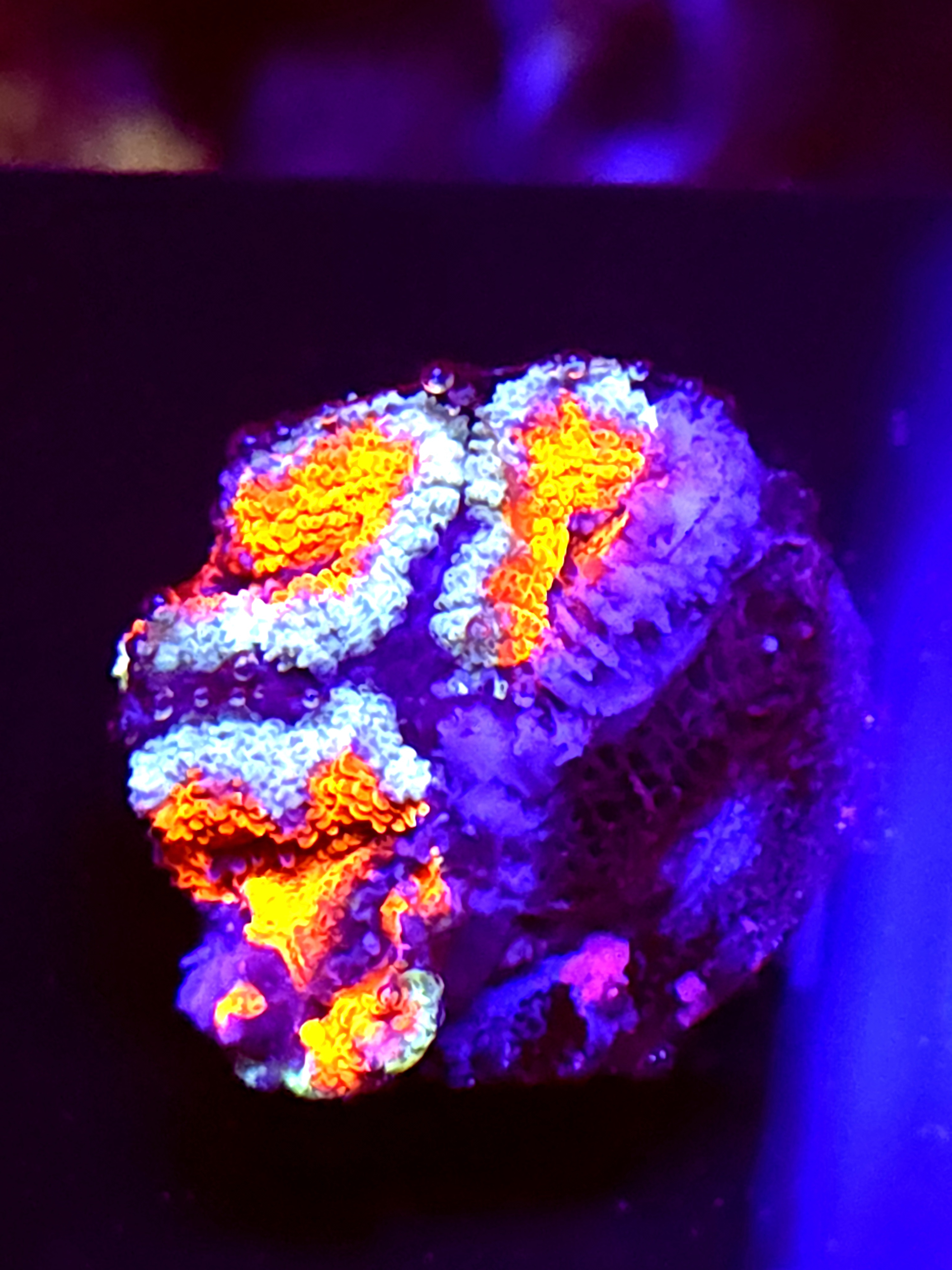 SBB "Nebula Core" Acan 3 Heads