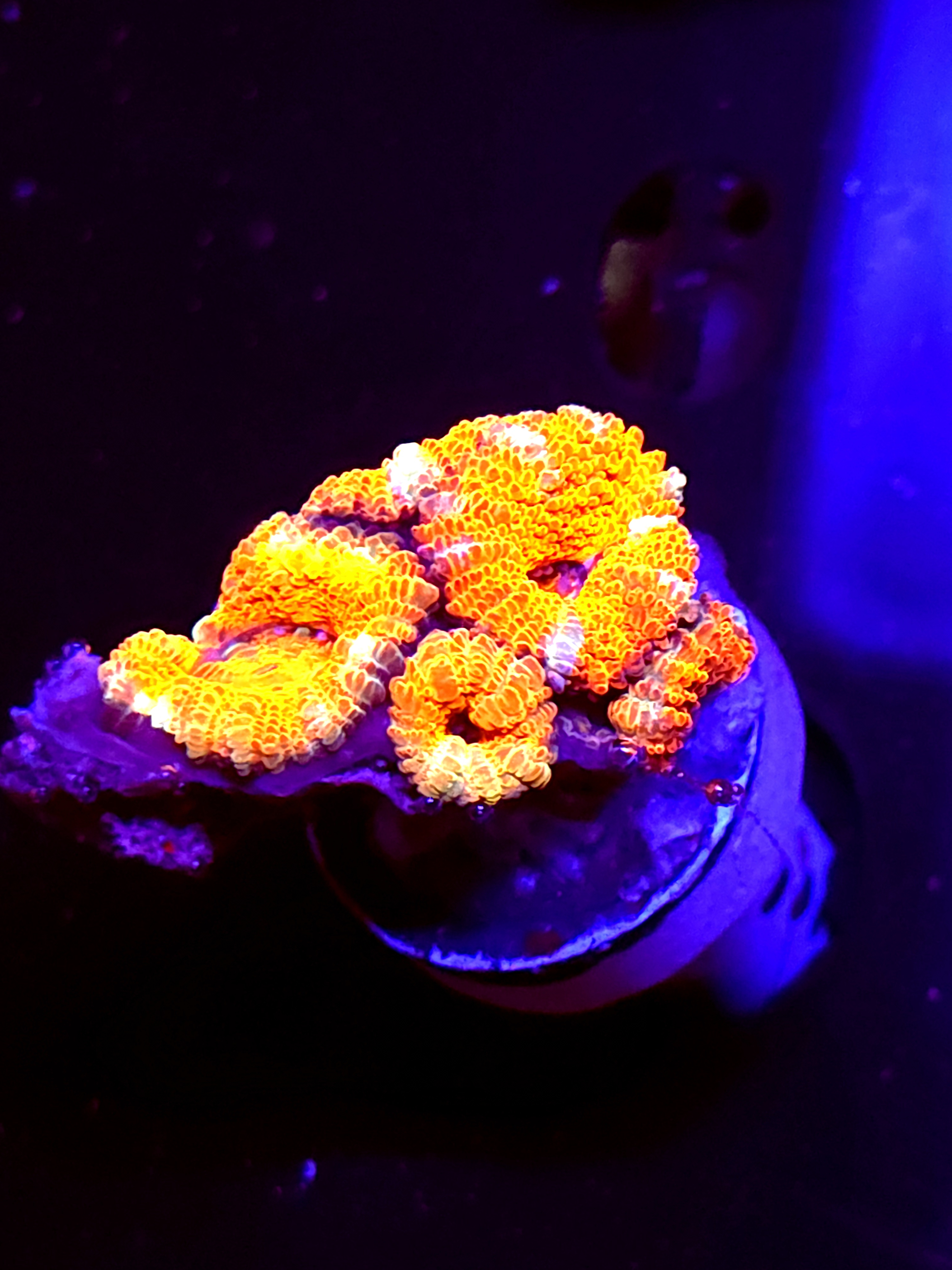 SBB "Mystery Signature" Acan 3 Heads
