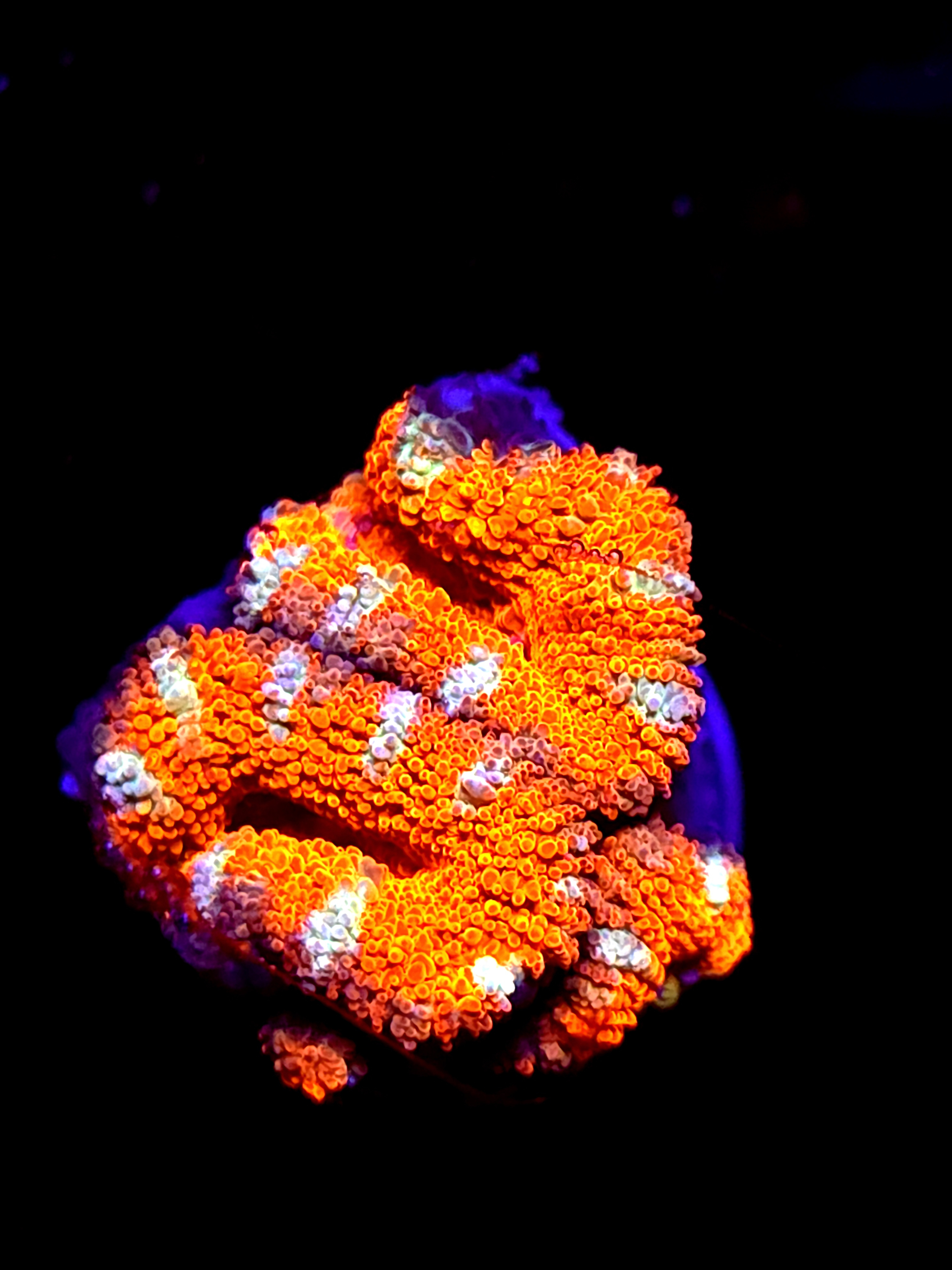 SBB "Mystery Signature" Acan 2 Heads + Baby