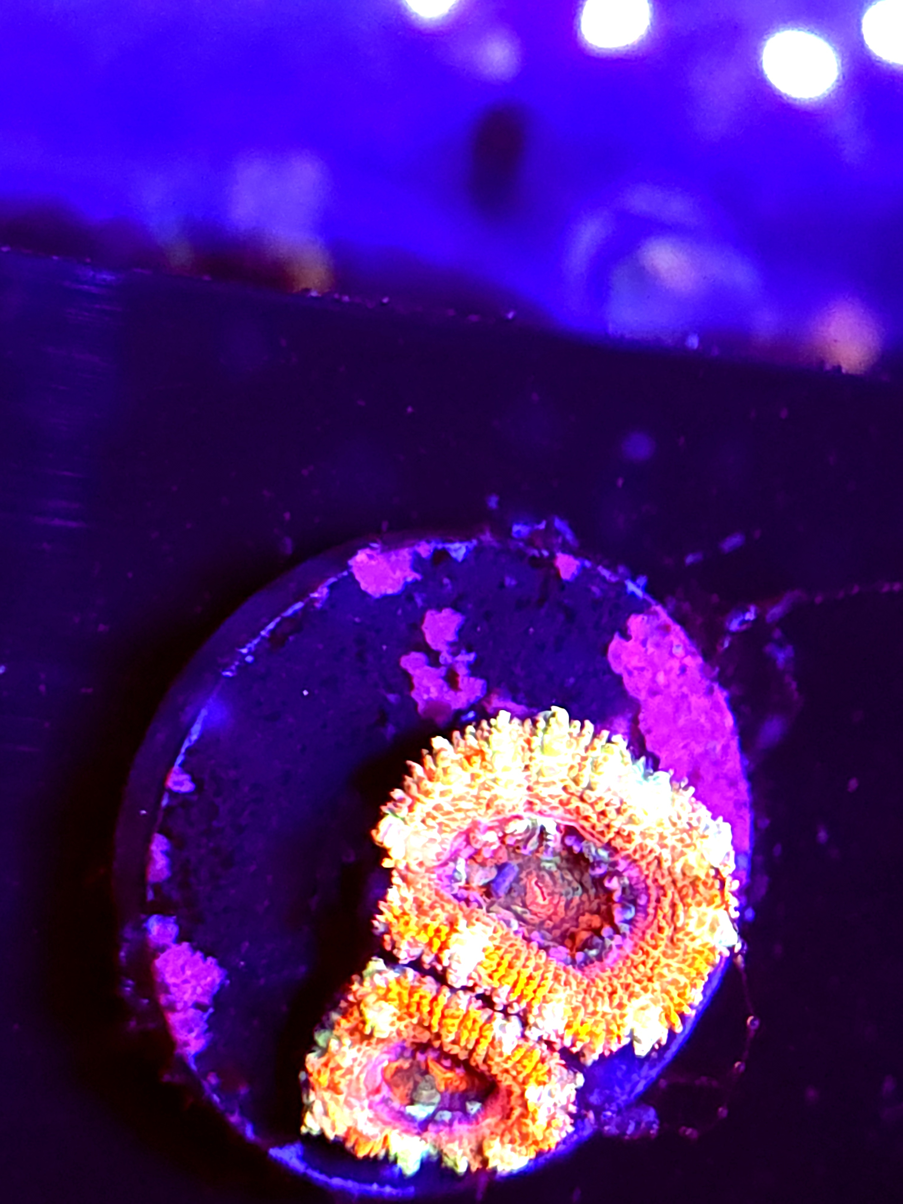 SBB "Jungle Tiger" Acan 2 Heads