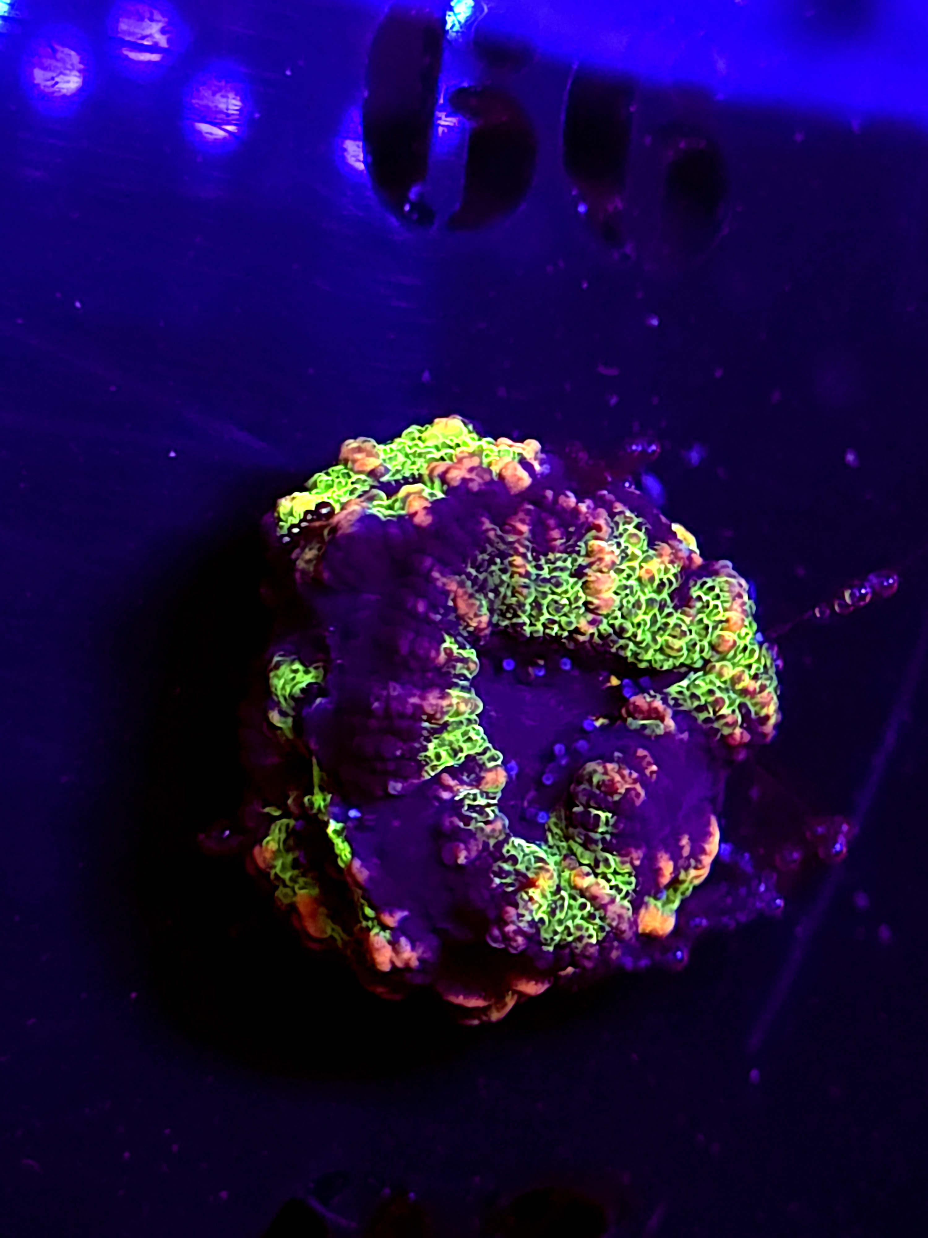 SBB "Solar Burn" Acan 1 Head + Babies