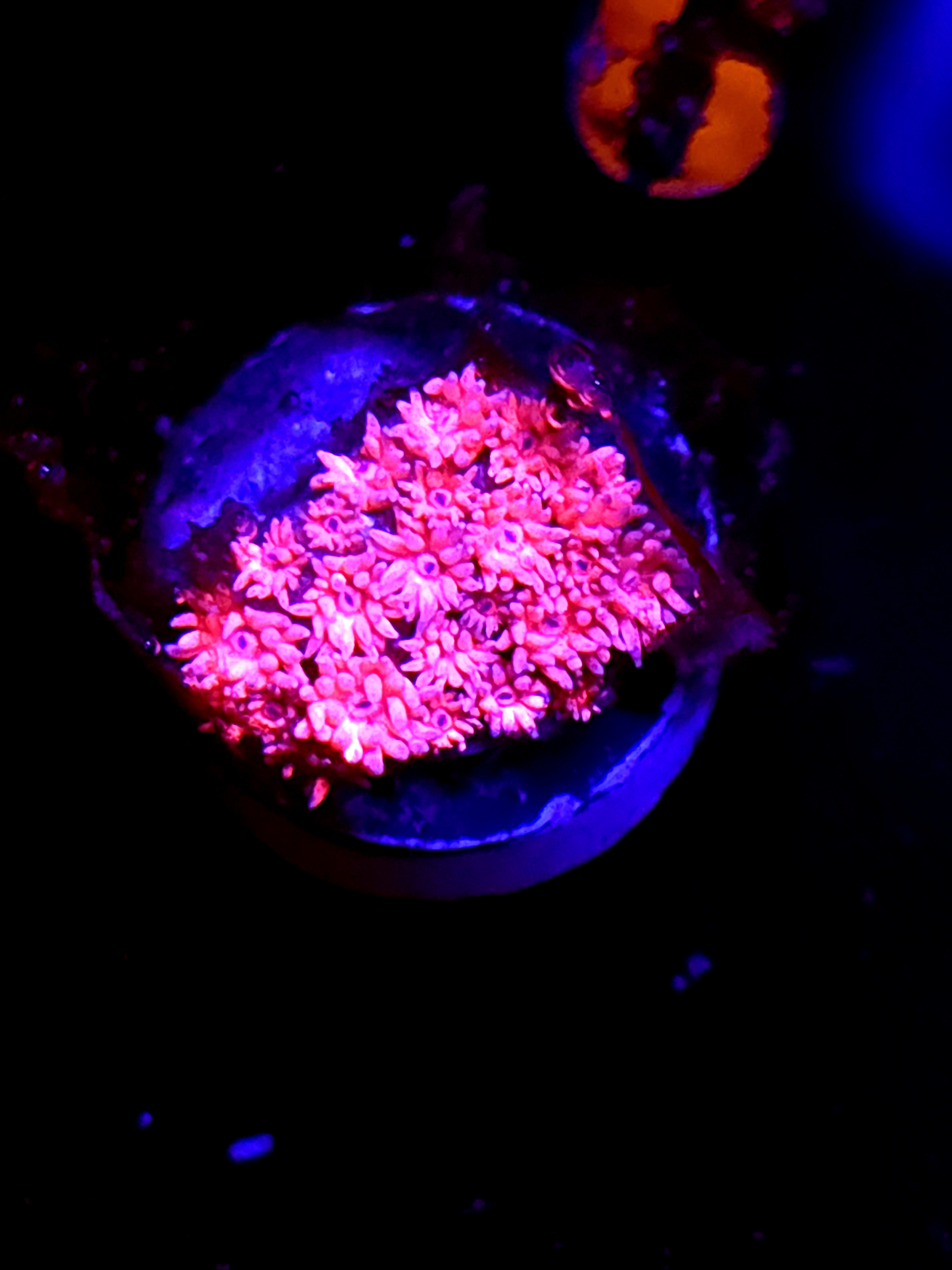 SBB "Byte Storm" Goni Medium