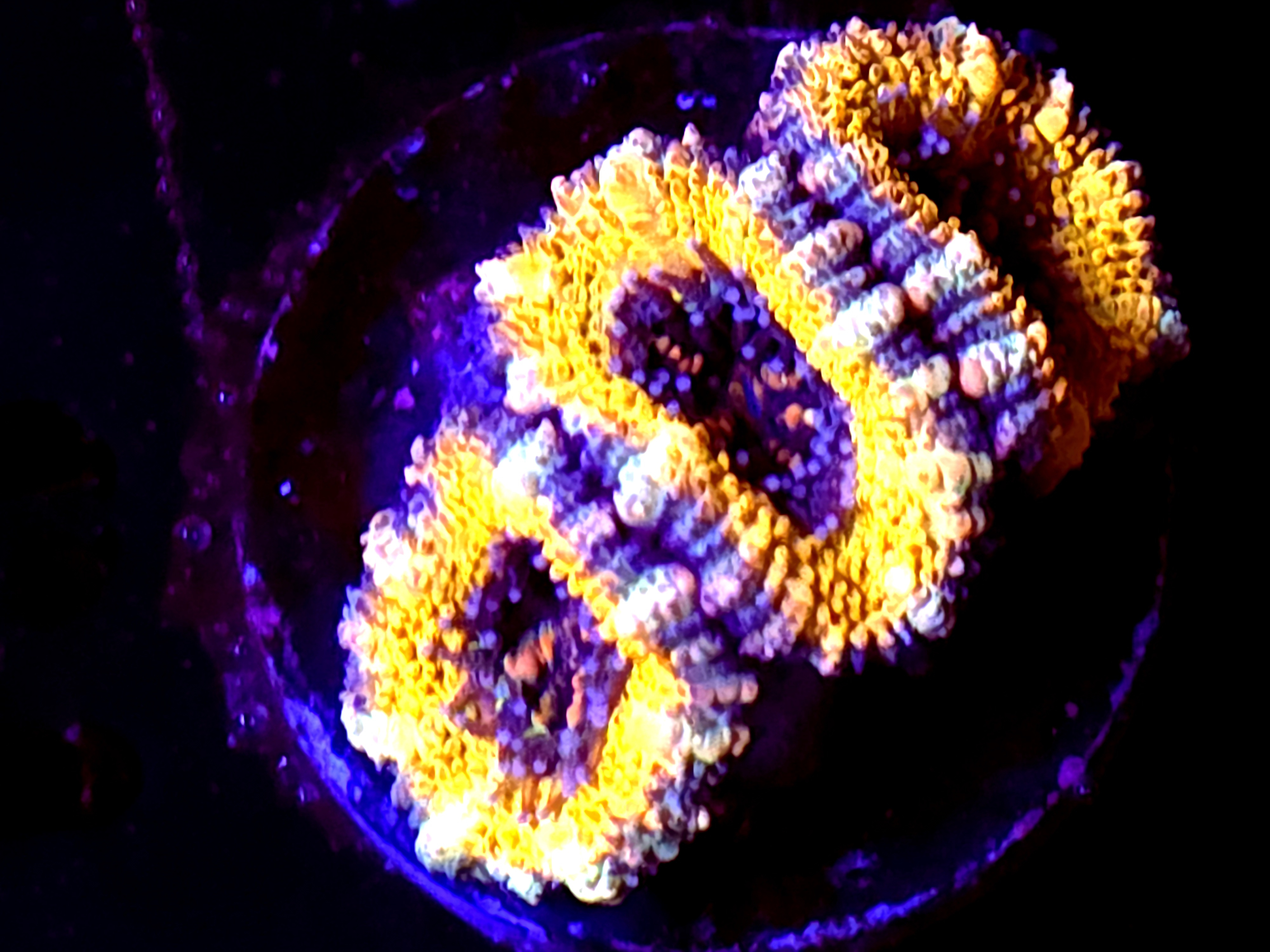 SBB "Dragon Core" Acan 3 Heads