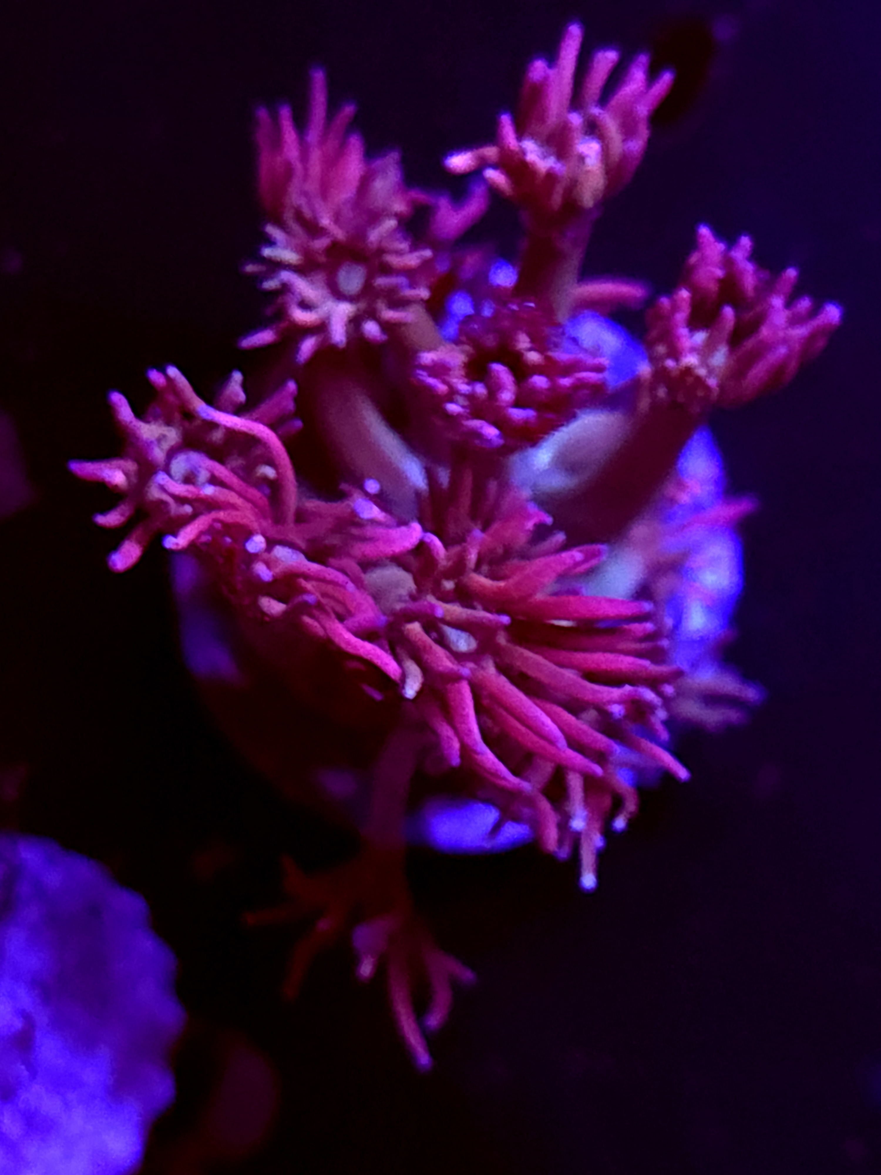 SBB "No Name" Goni Medium