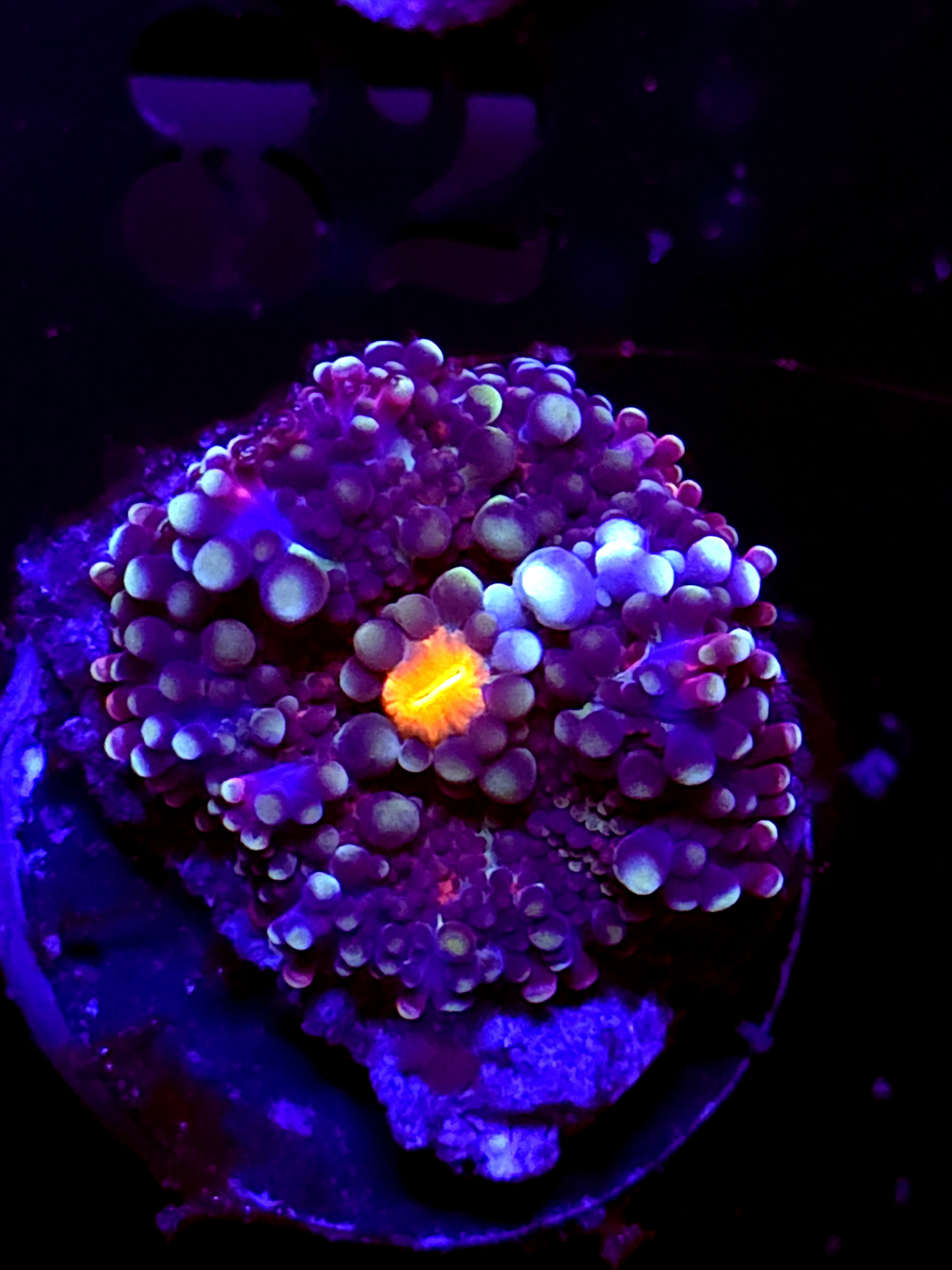 SBB "Purple Teddy" Mushroom Medium