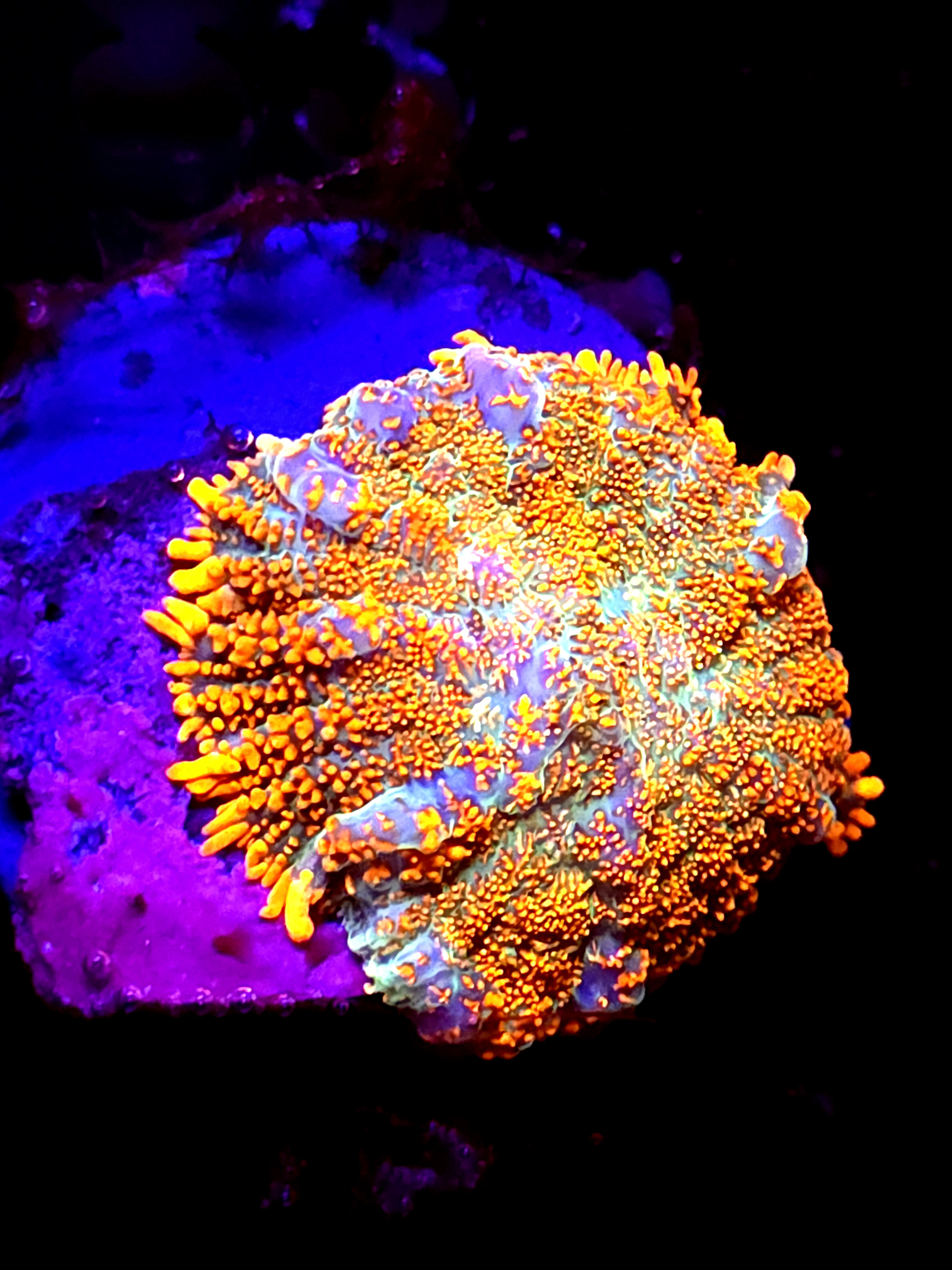 SBB "Mystery Signature" Mushroom Medium