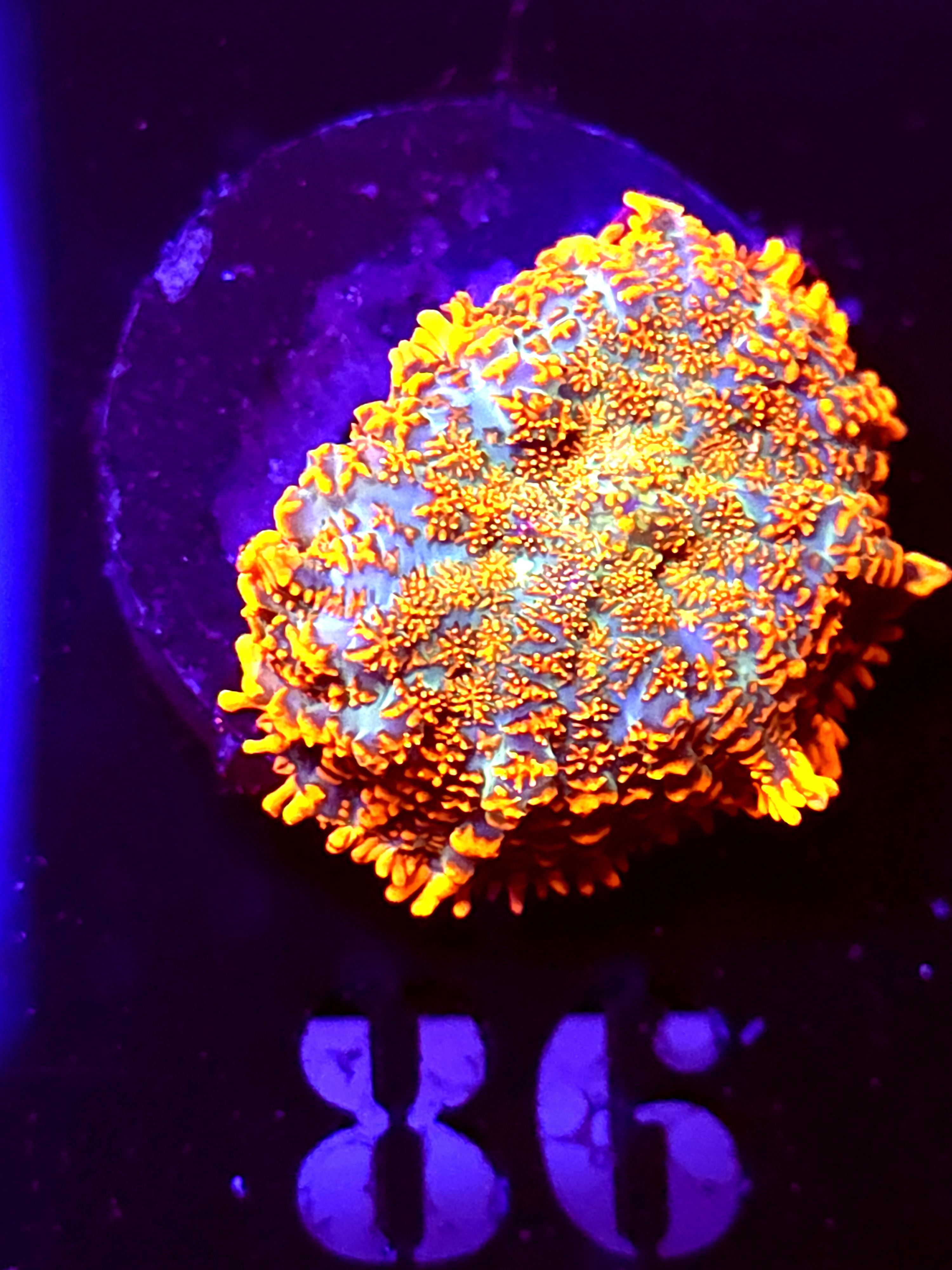 SBB "He Man" Mushroom Medium