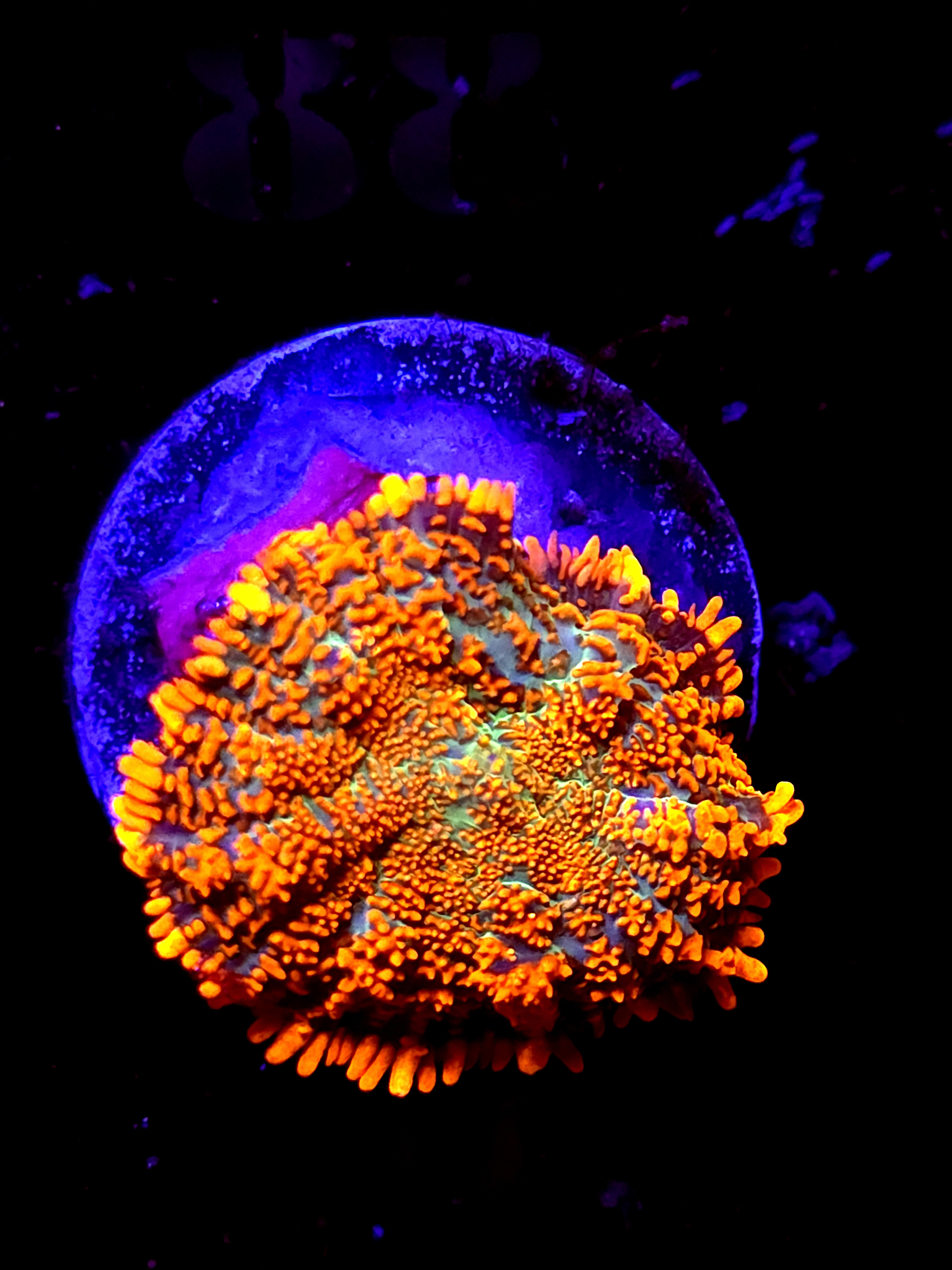 SBB "He Man" Mushroom Medium