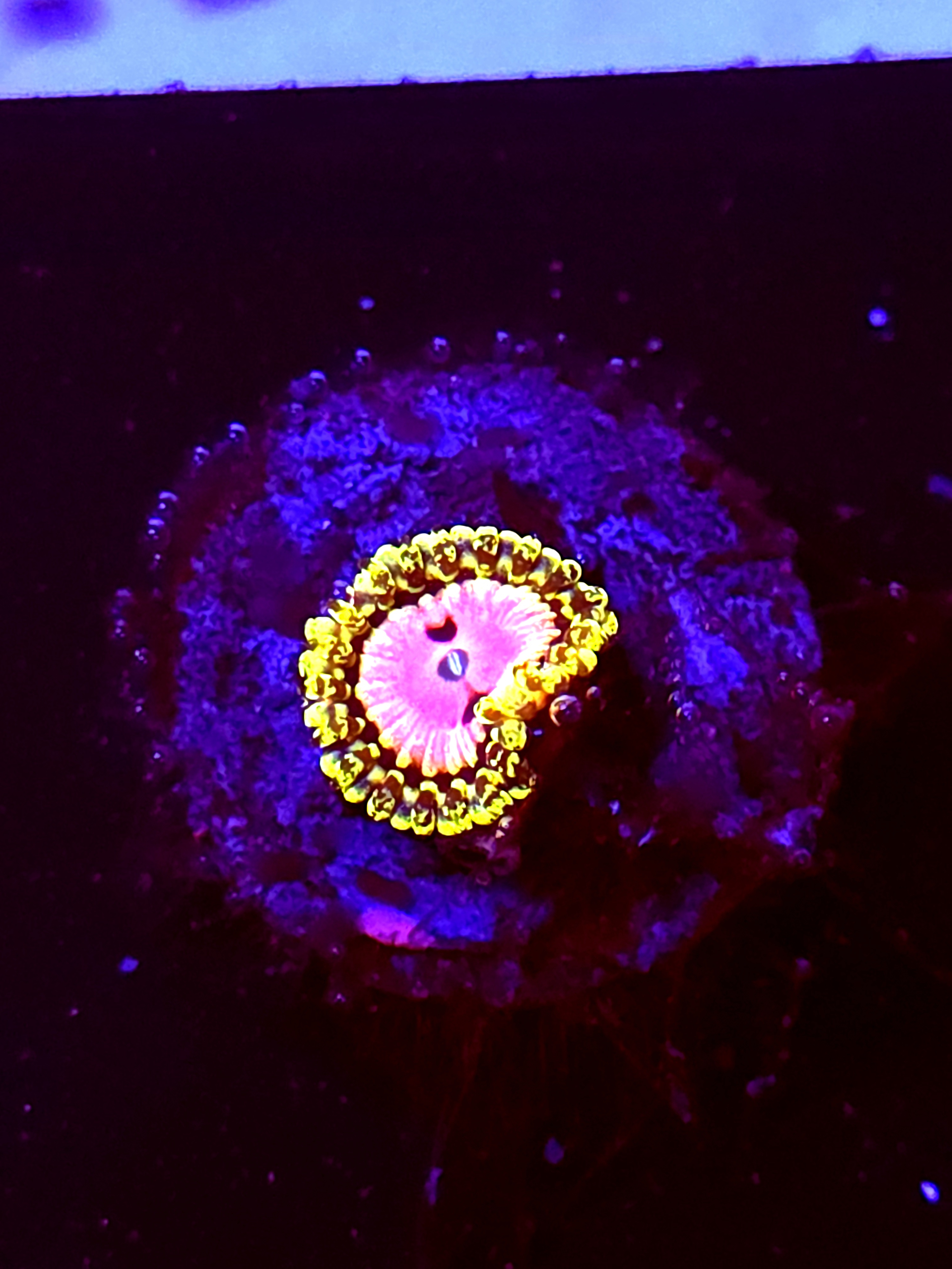 SBB "Pink Dymand" Zoa 1 Polyp